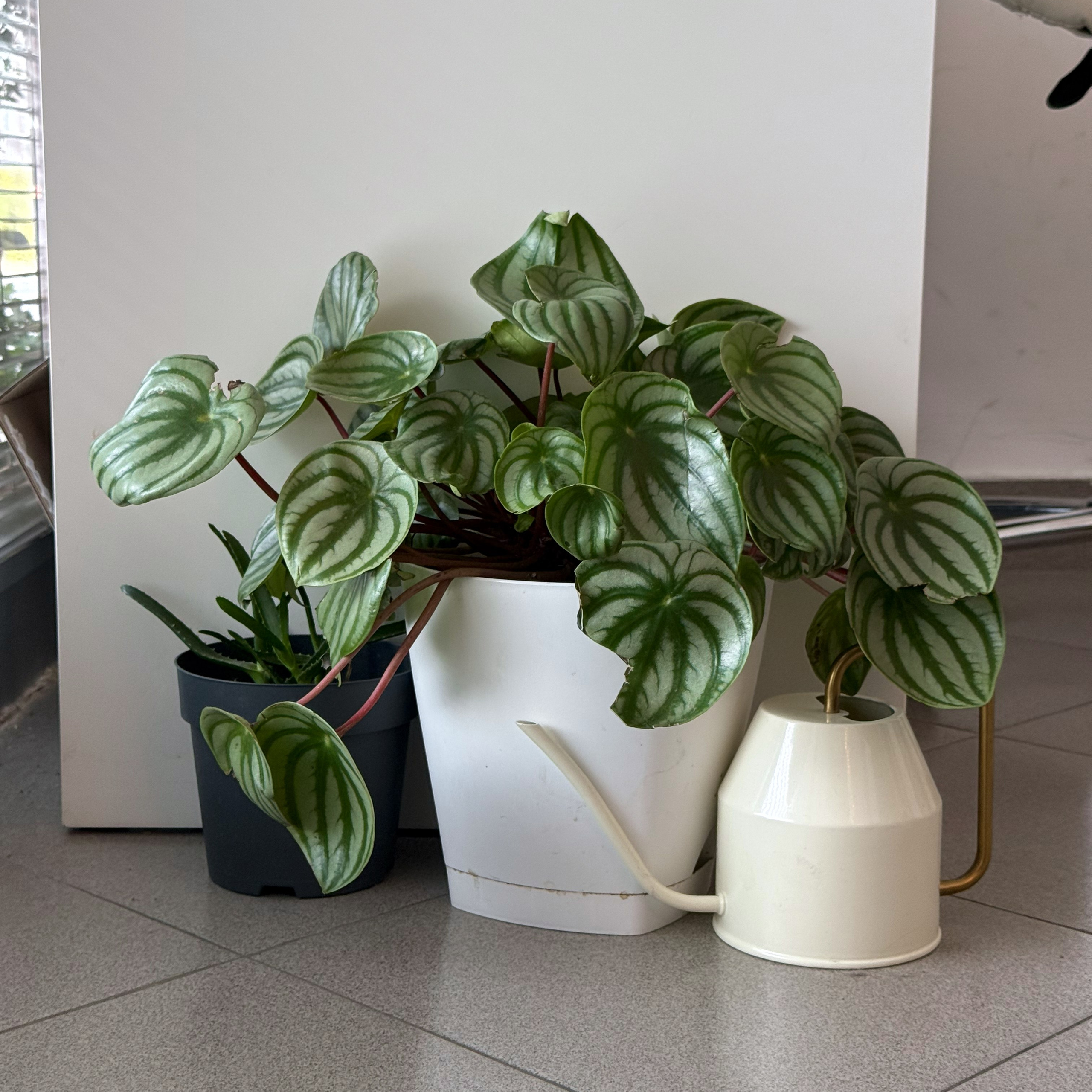 Контент-съемка для Кати Маковской. Анастасия Еремина | Фотограф в Сербии | Персональные и бизнес-фотосессии в Белграде и Нови Саде