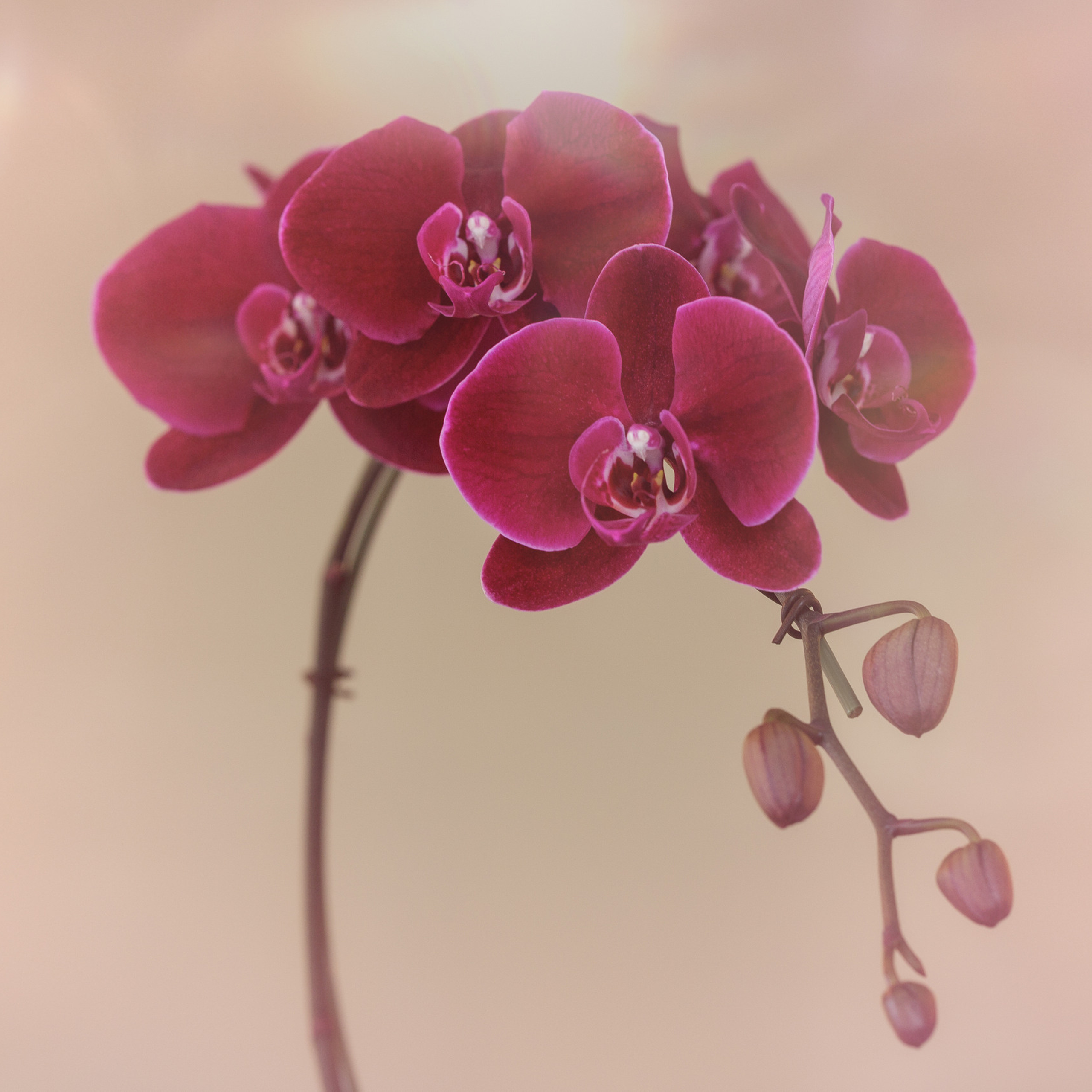 Wedding photographer Michigan. Anastasia Post: Wedding and Editorial Photography