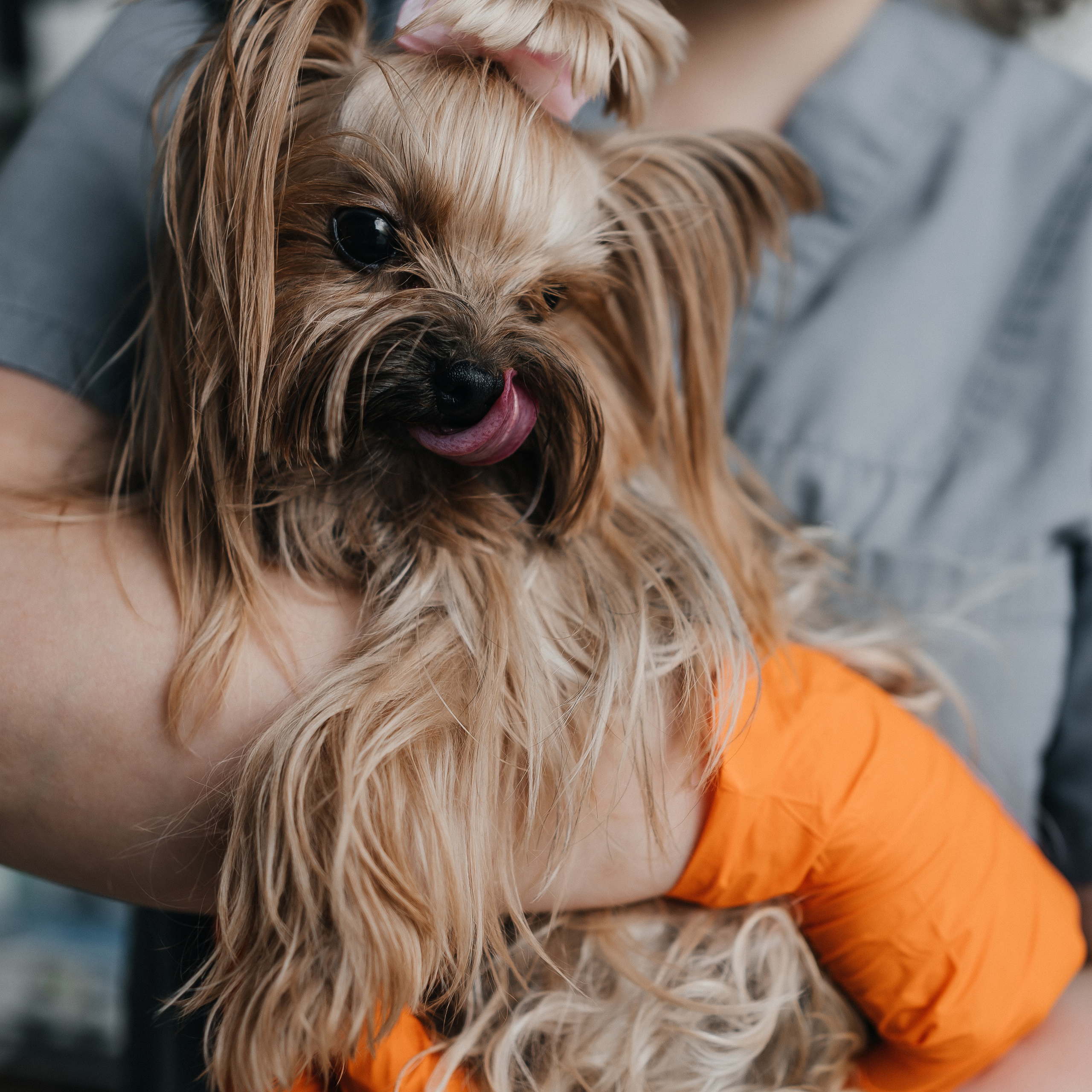 Veterinaarkliinik Esteevet
