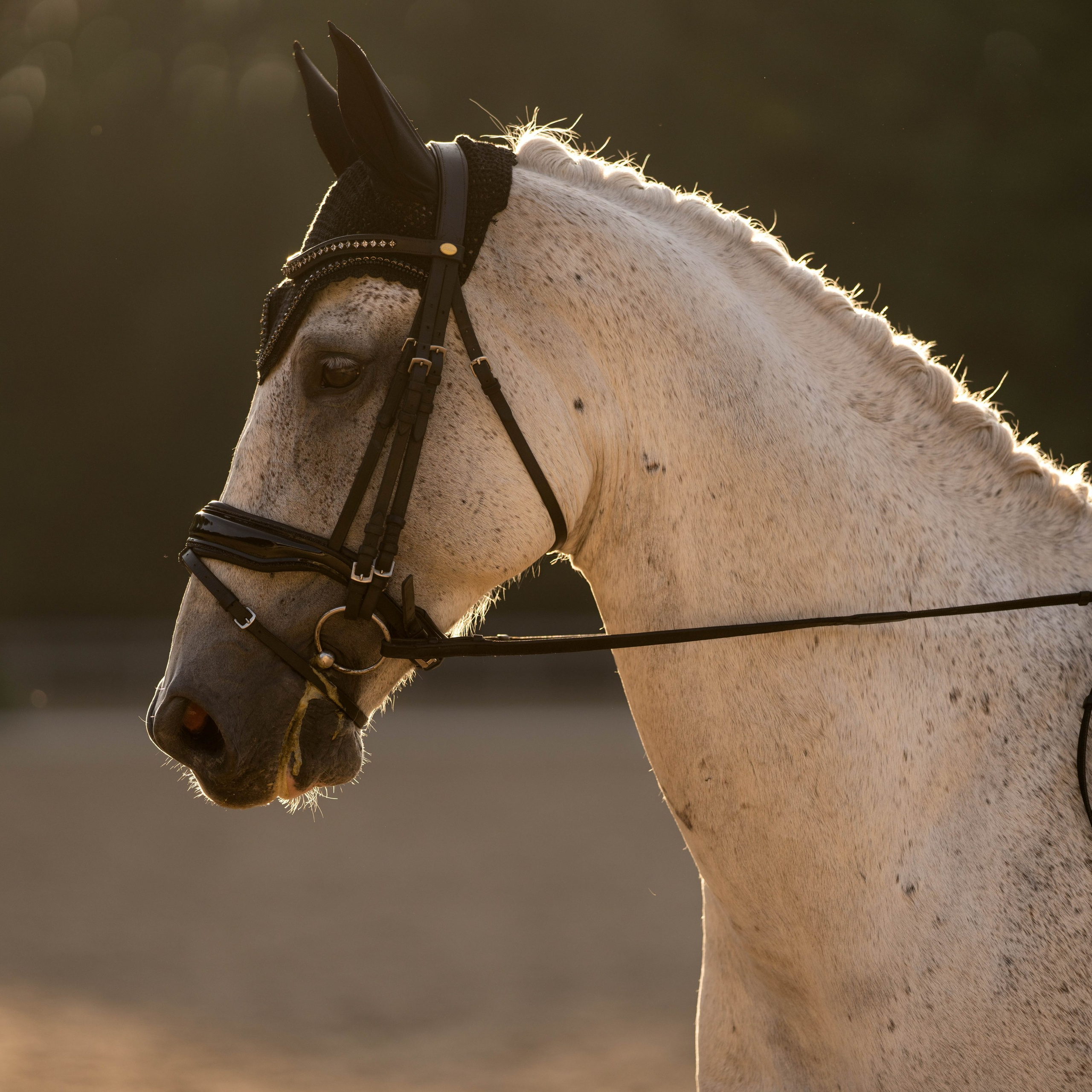 Dressage competitions