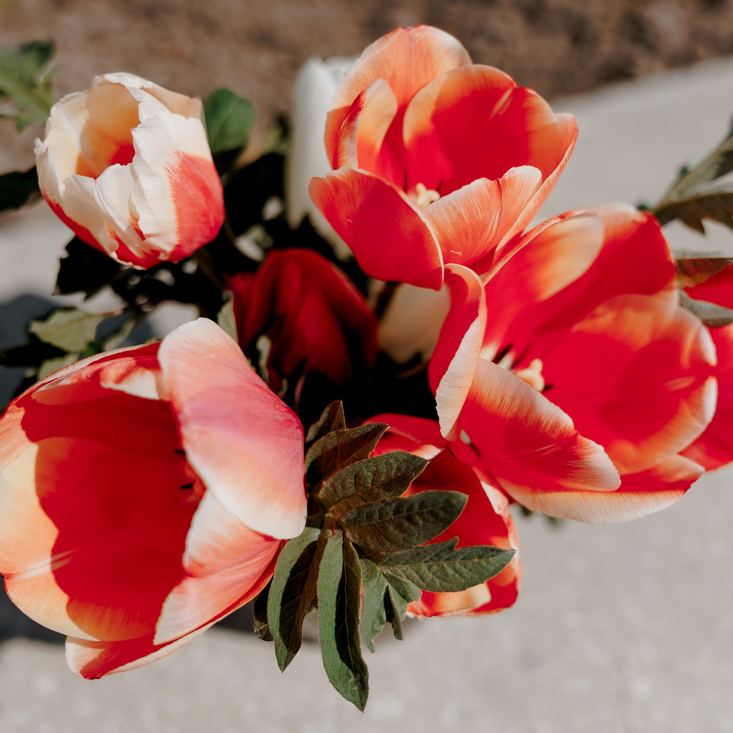 Event, wedding photographer Marcela Zlati