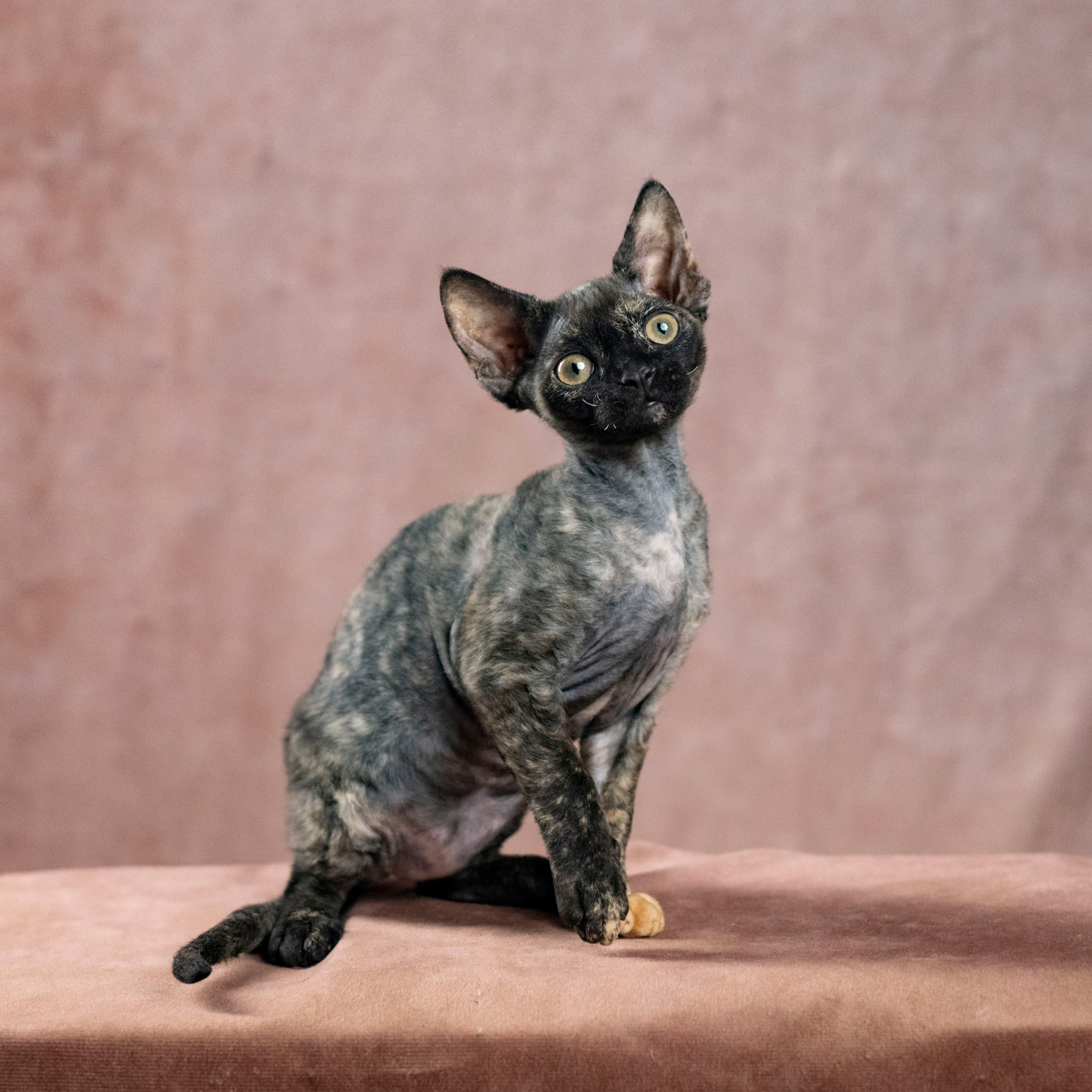 Coco, girl, born on 11.23.23, SOLD. Devon Rex Pixie Cattery