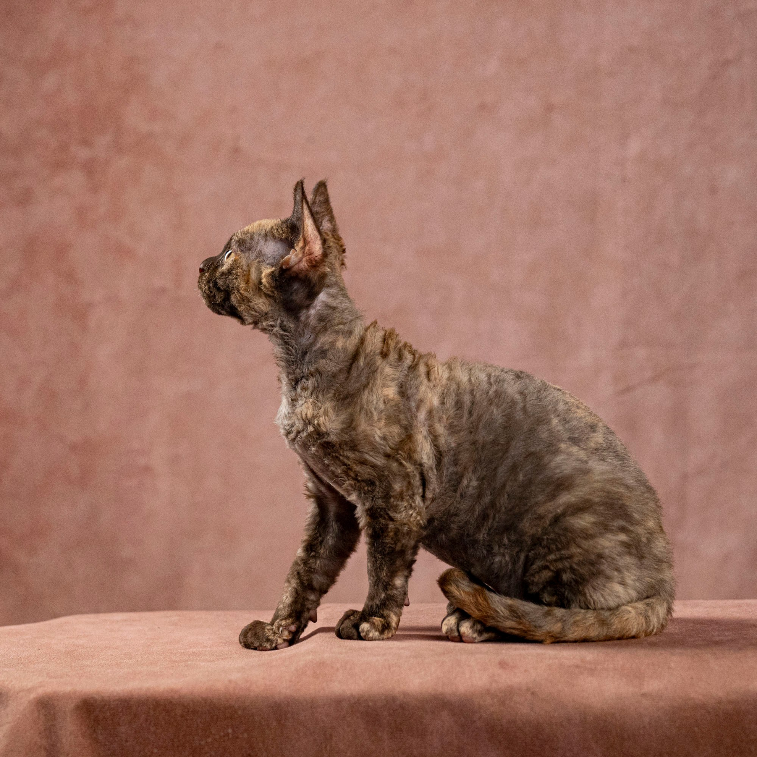 Cleo, girl, born on 11.23.23, SOLD. Devon Rex Pixie Cattery