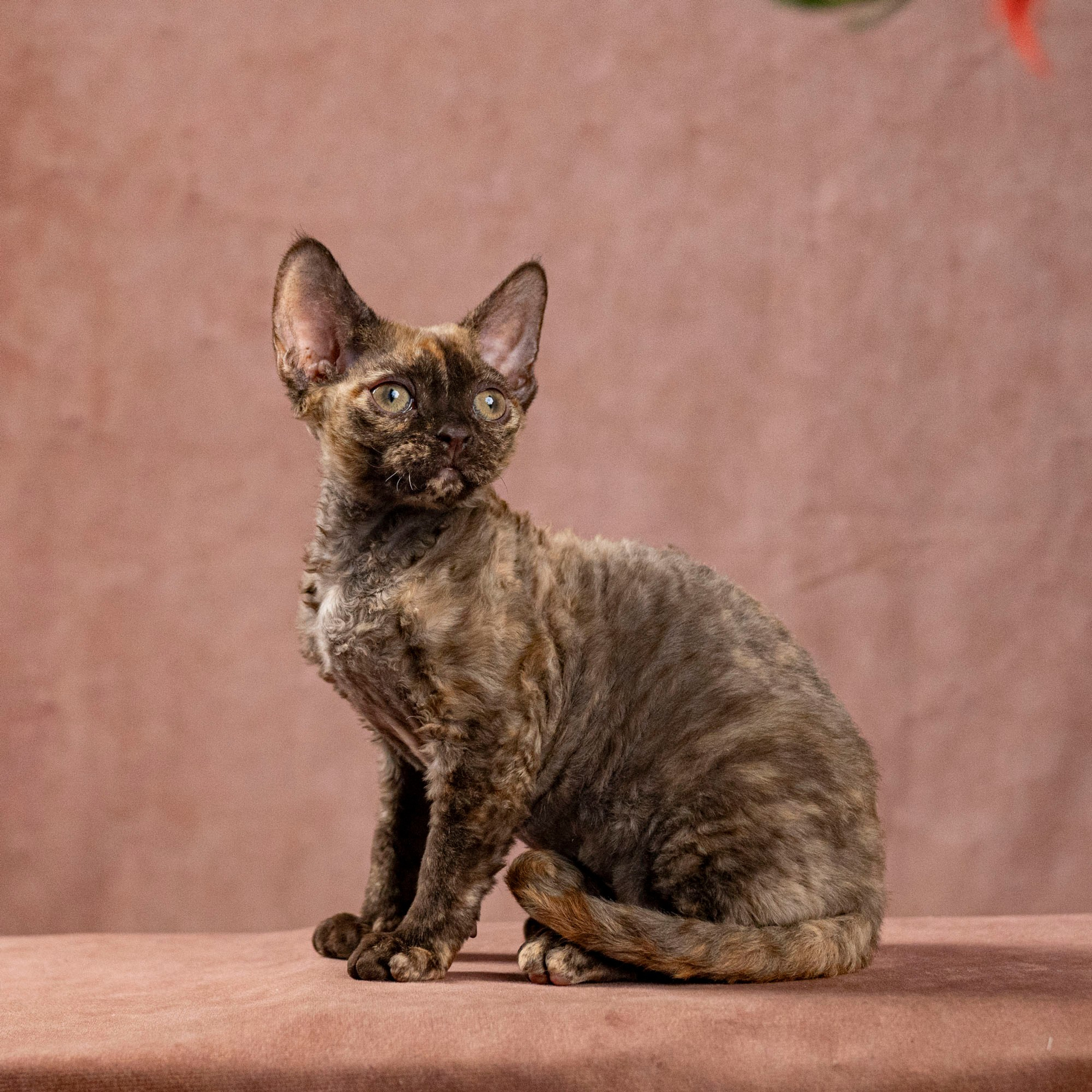 Cleo, girl, born on 11.23.23, SOLD. Devon Rex Pixie Cattery
