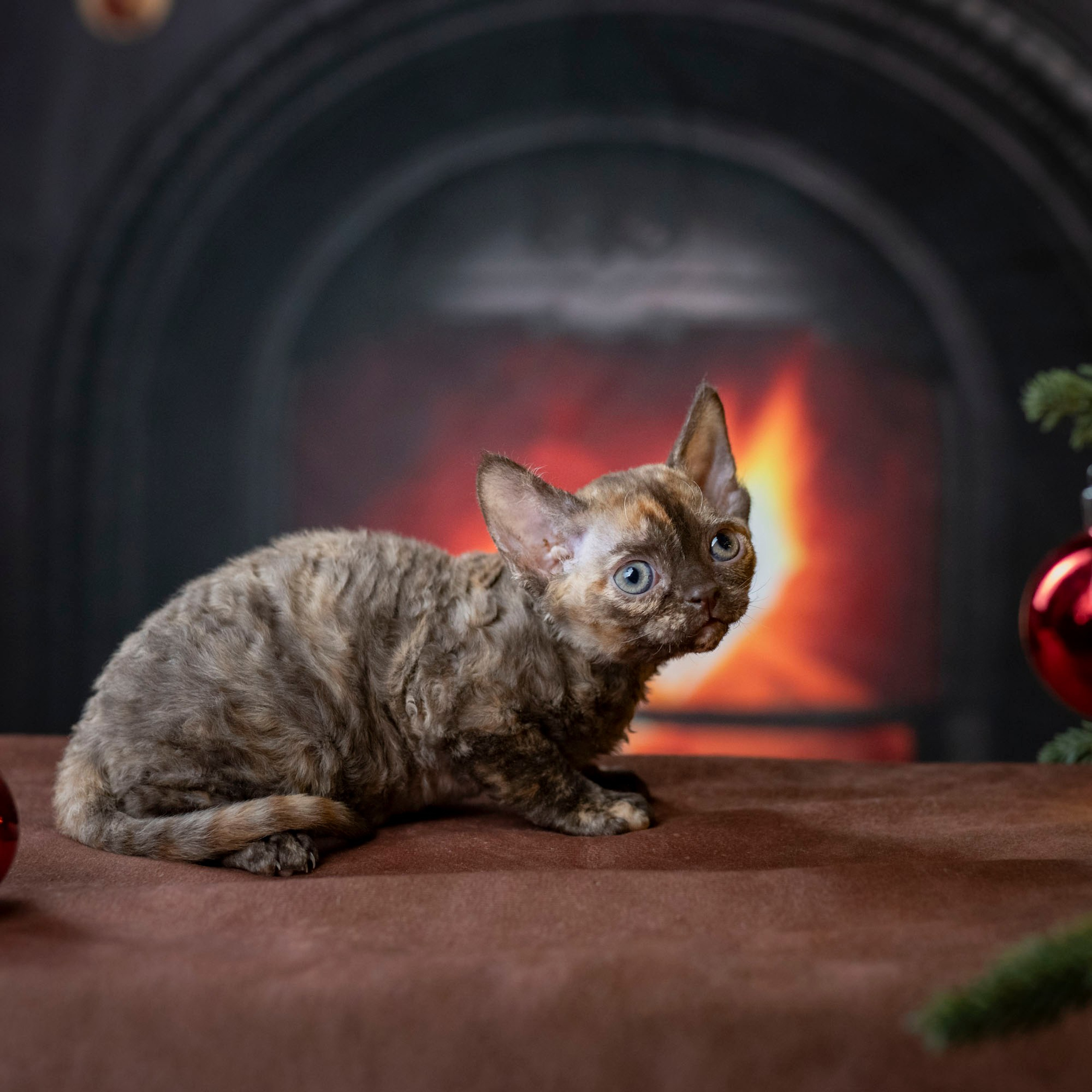 Cleo, girl, born on 11.23.23, SOLD. Devon Rex Pixie Cattery