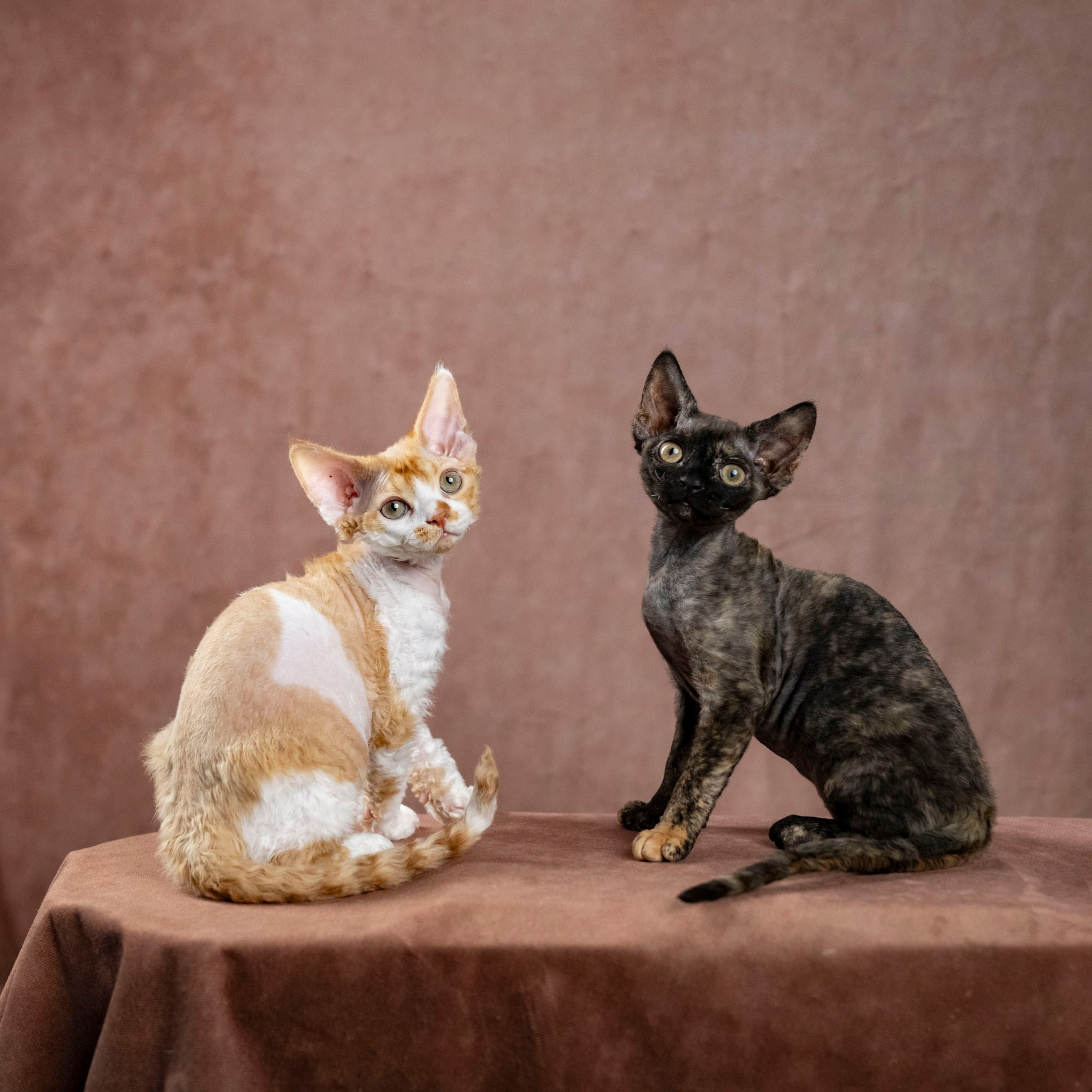 Coco, girl, born on 11.23.23, SOLD. Devon Rex Pixie Cattery