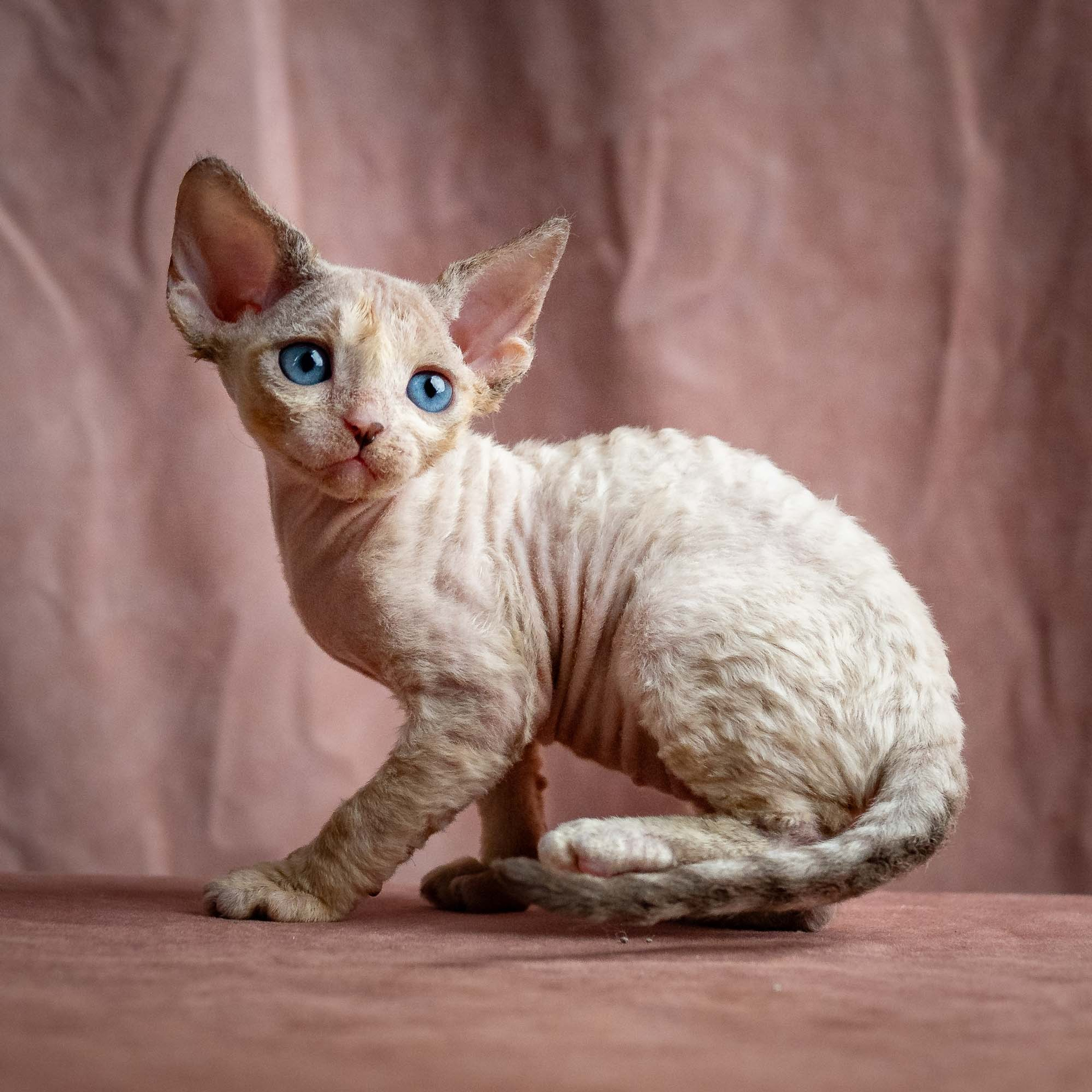 Reserve a kitten Rocco, boy