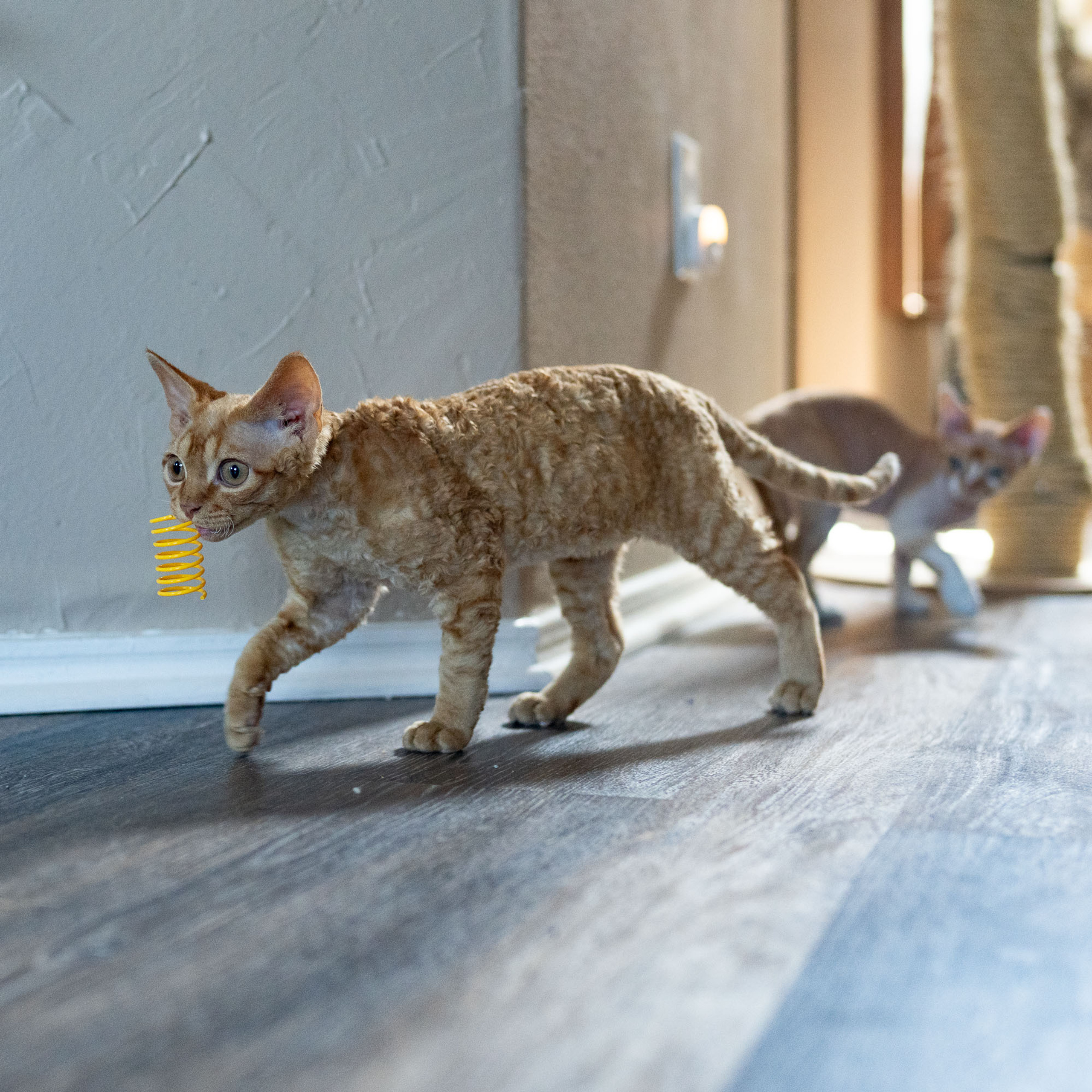 Boop, Boy, born on 02.01.23, SOLD. Devon Rex Pixie Cattery