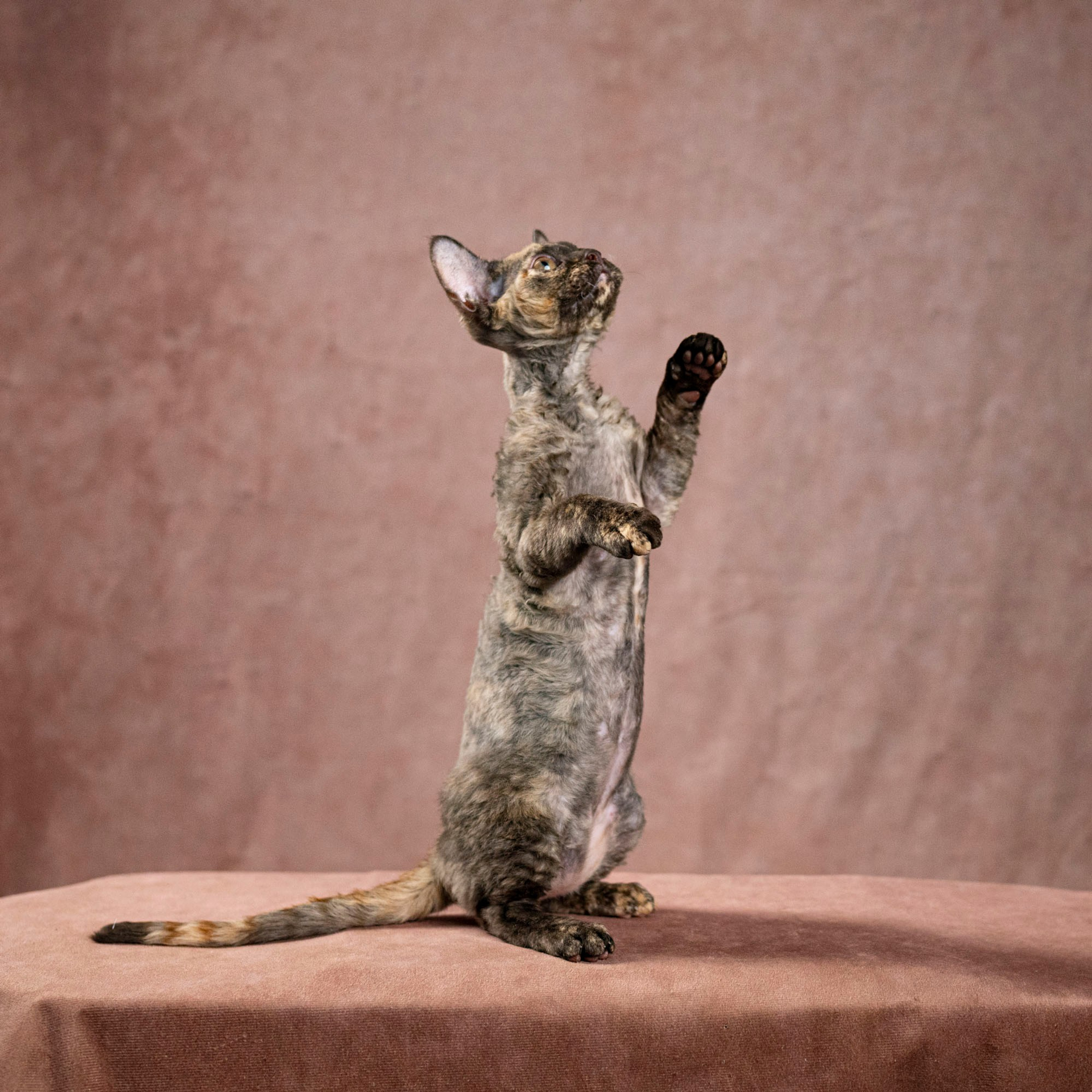 Cleo, girl, born on 11.23.23, SOLD. Devon Rex Pixie Cattery