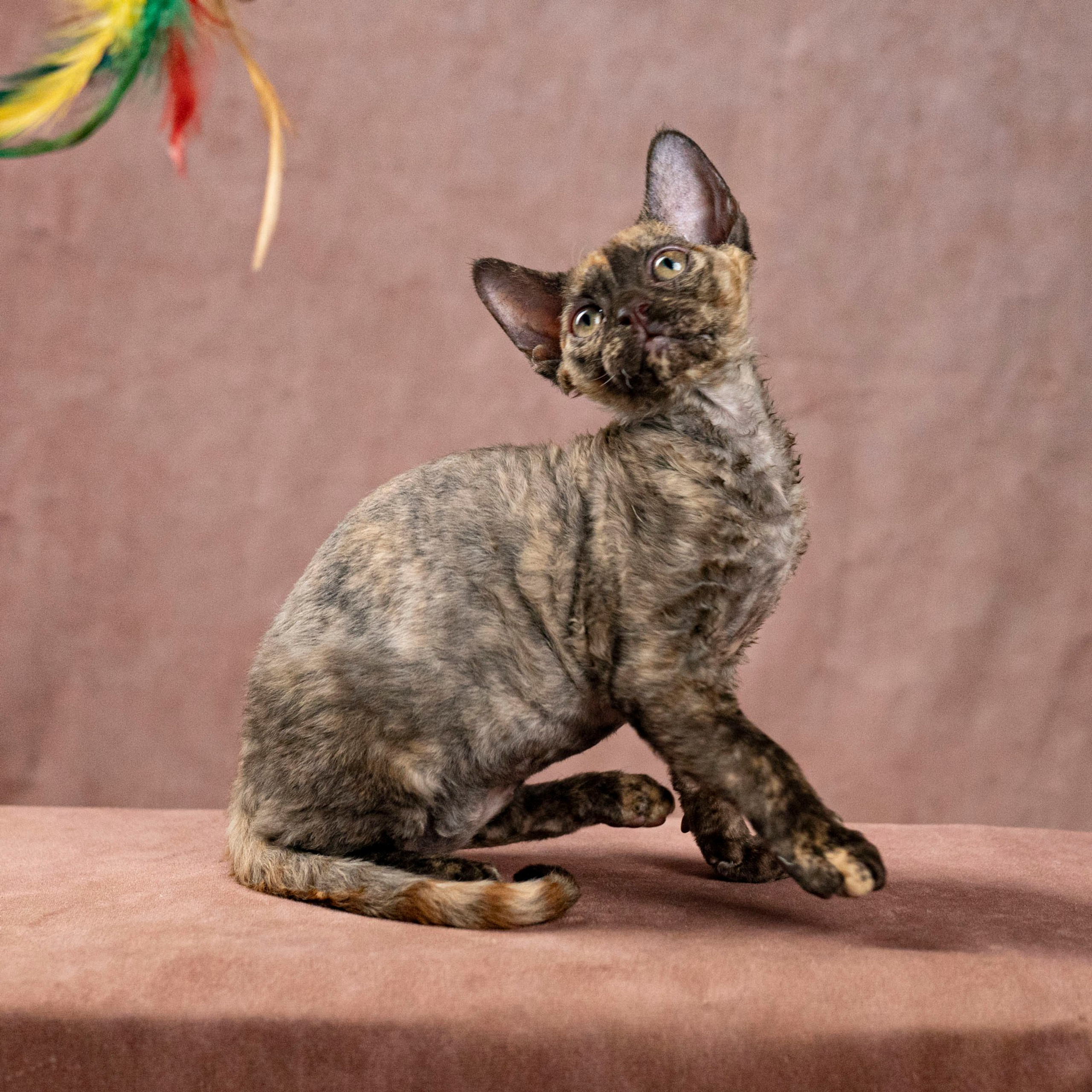 Cleo, girl, born on 11.23.23, SOLD. Devon Rex Pixie Cattery