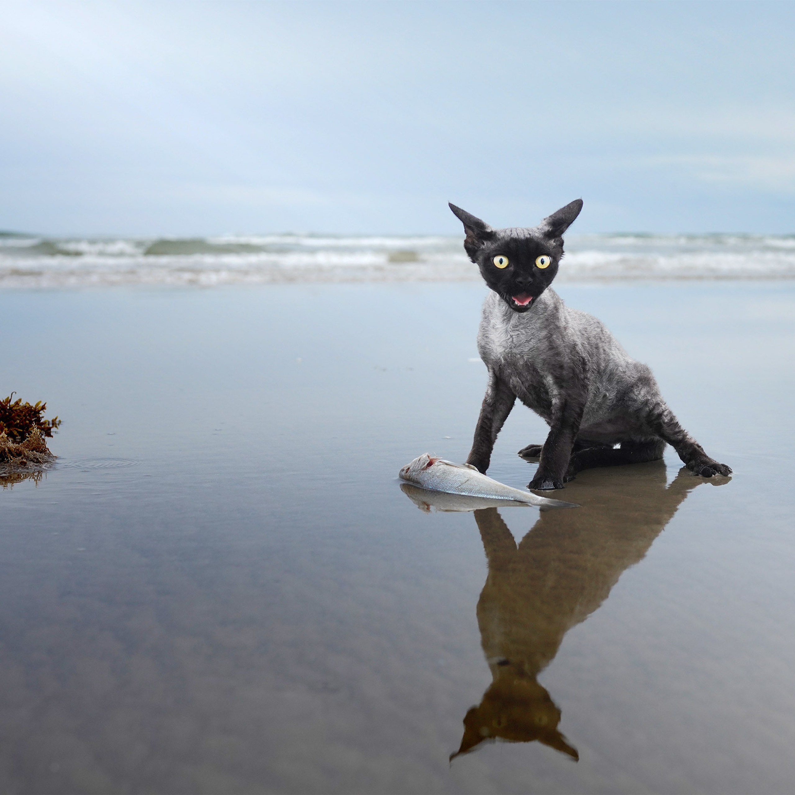 Lexus. Devon Rex Pixie Cattery
