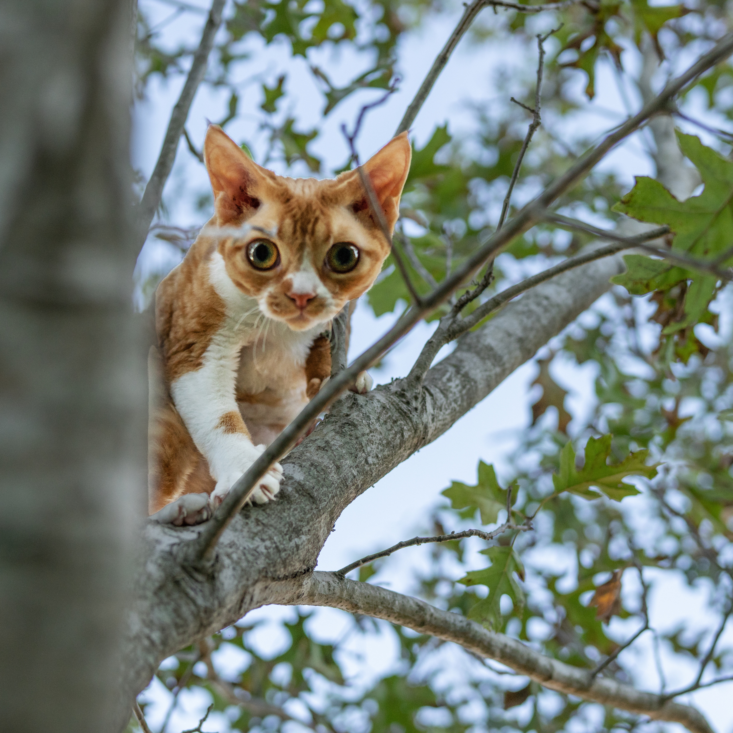 Aurelia. Devon Rex Pixie Cattery