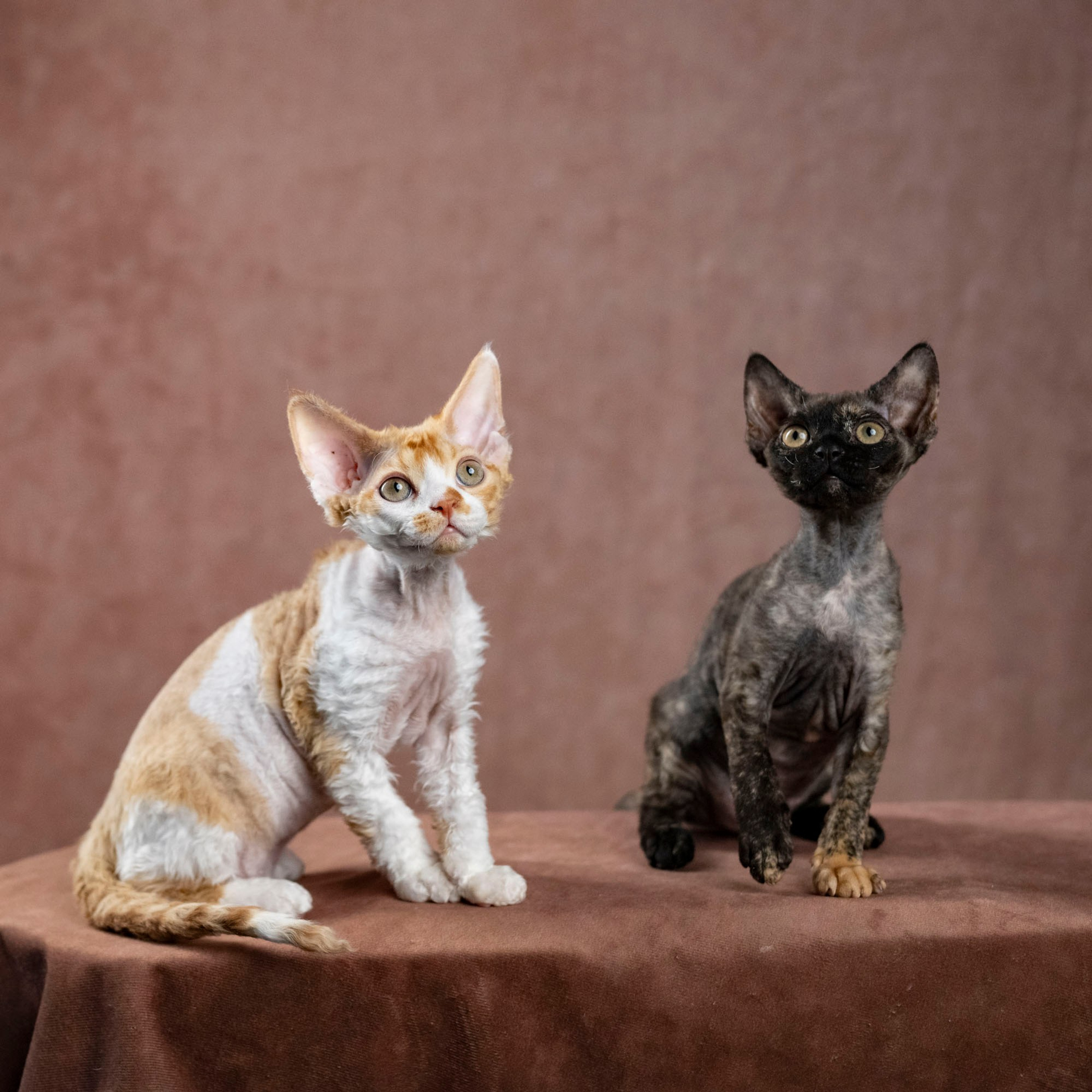 Coco, girl, born on 11.23.23, SOLD. Devon Rex Pixie Cattery