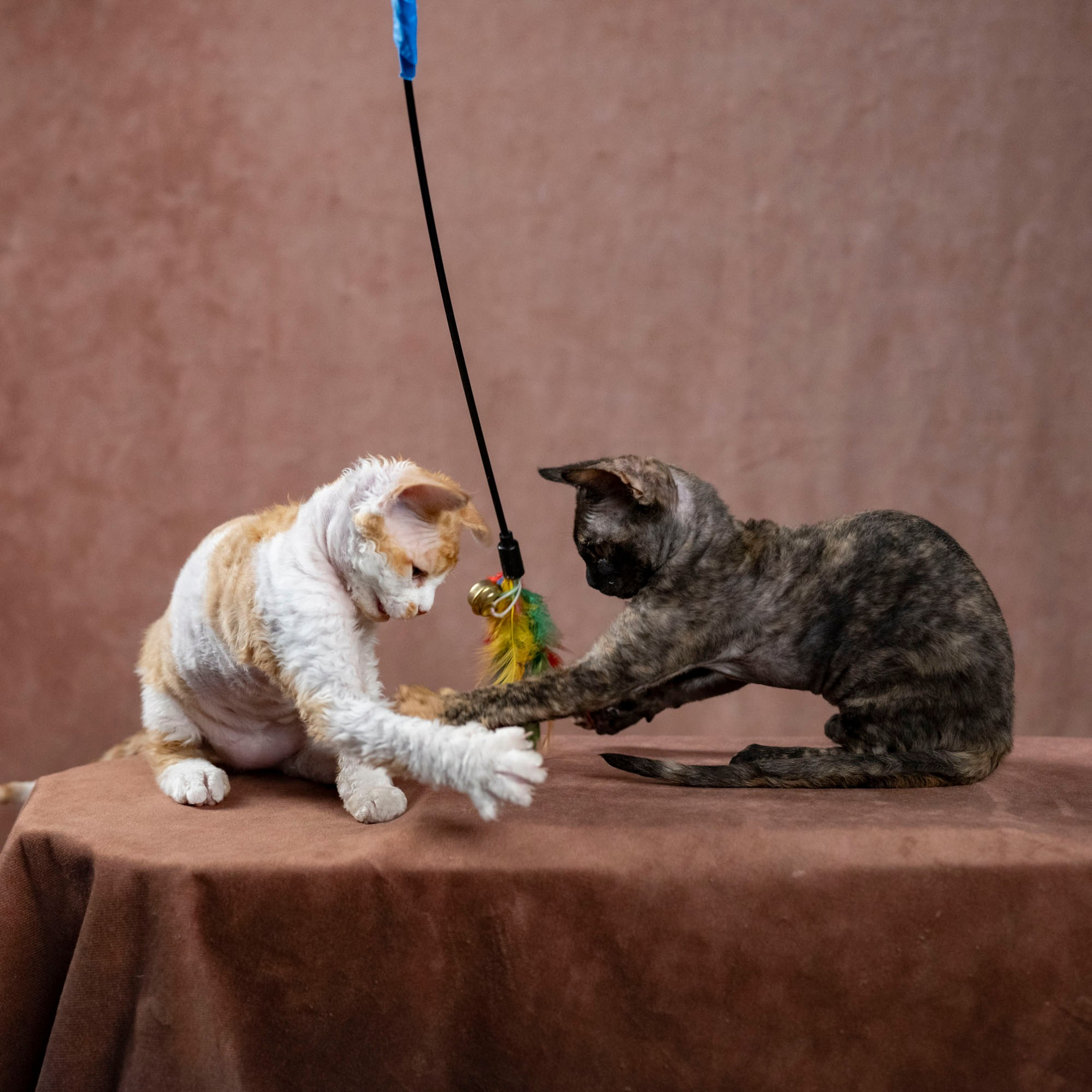 Coco, girl, born on 11.23.23, SOLD. Devon Rex Pixie Cattery