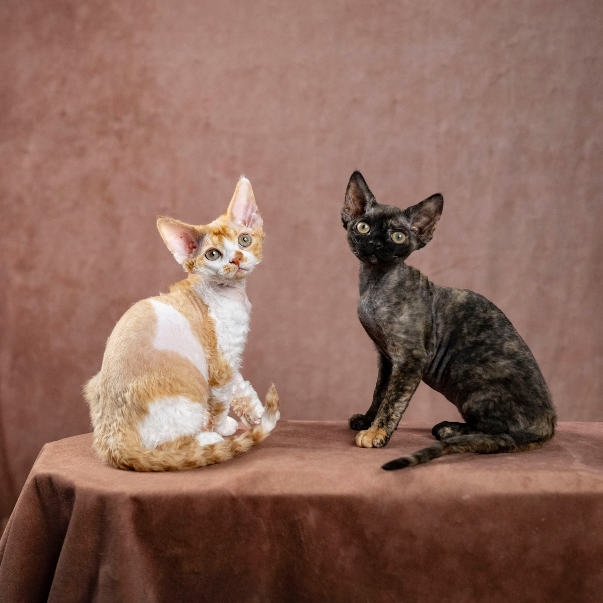 Coco, girl, born on 11.23.23, SOLD. Devon Rex Pixie Cattery