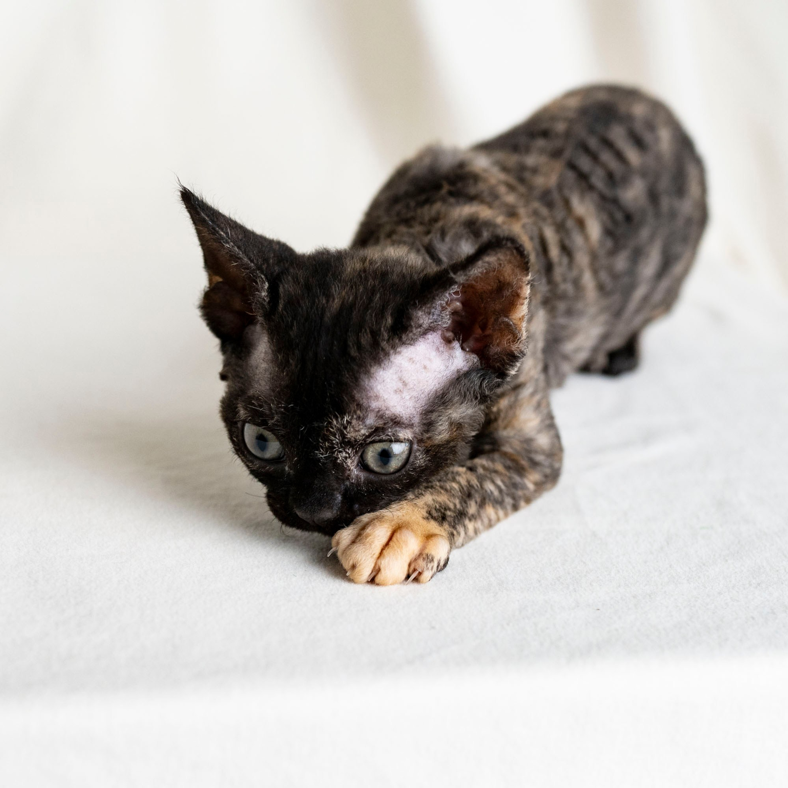 Coco, girl, born on 11.23.23, SOLD. Devon Rex Pixie Cattery