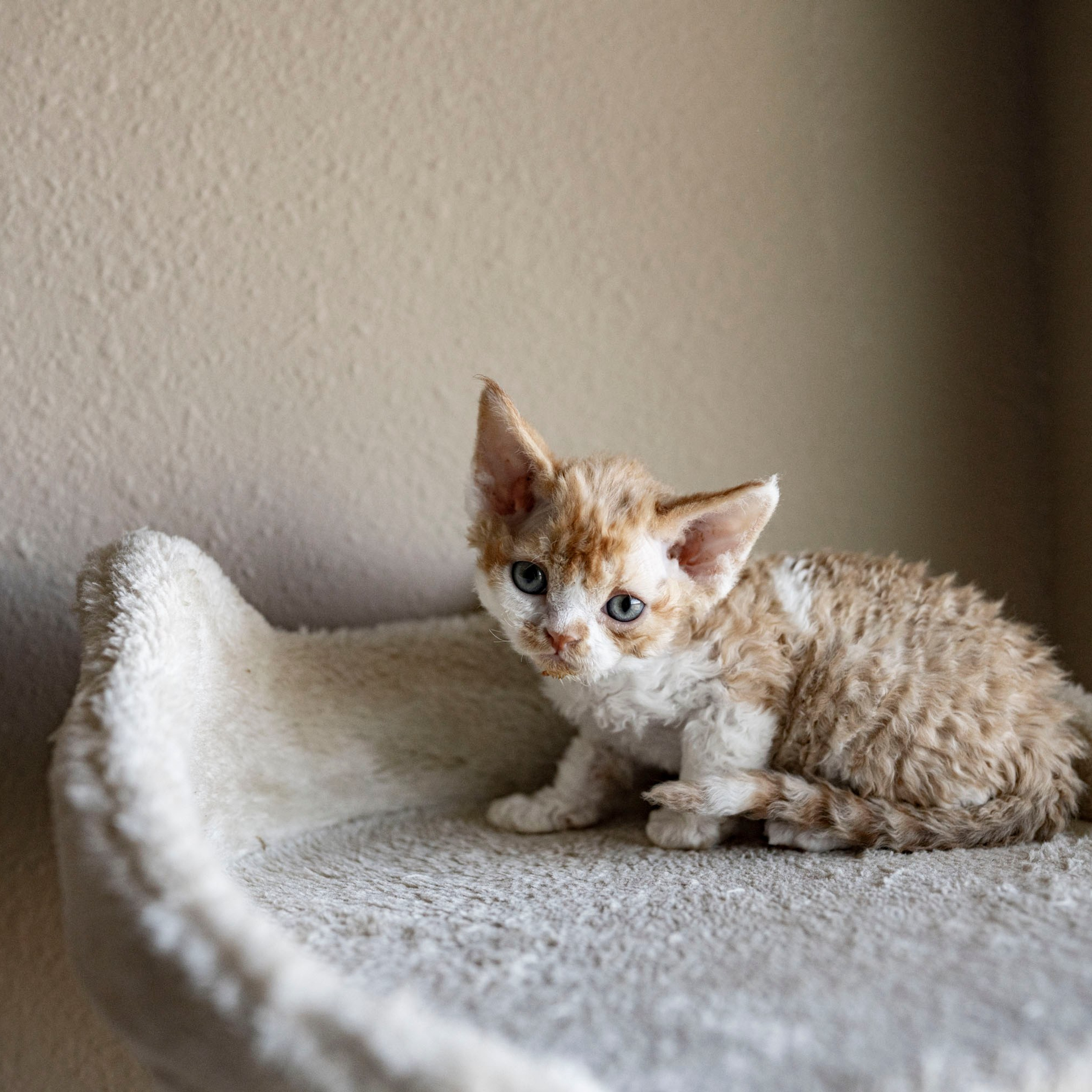 Chester, boy,  born on 11.23.23, SOLD. Devon Rex Pixie Cattery