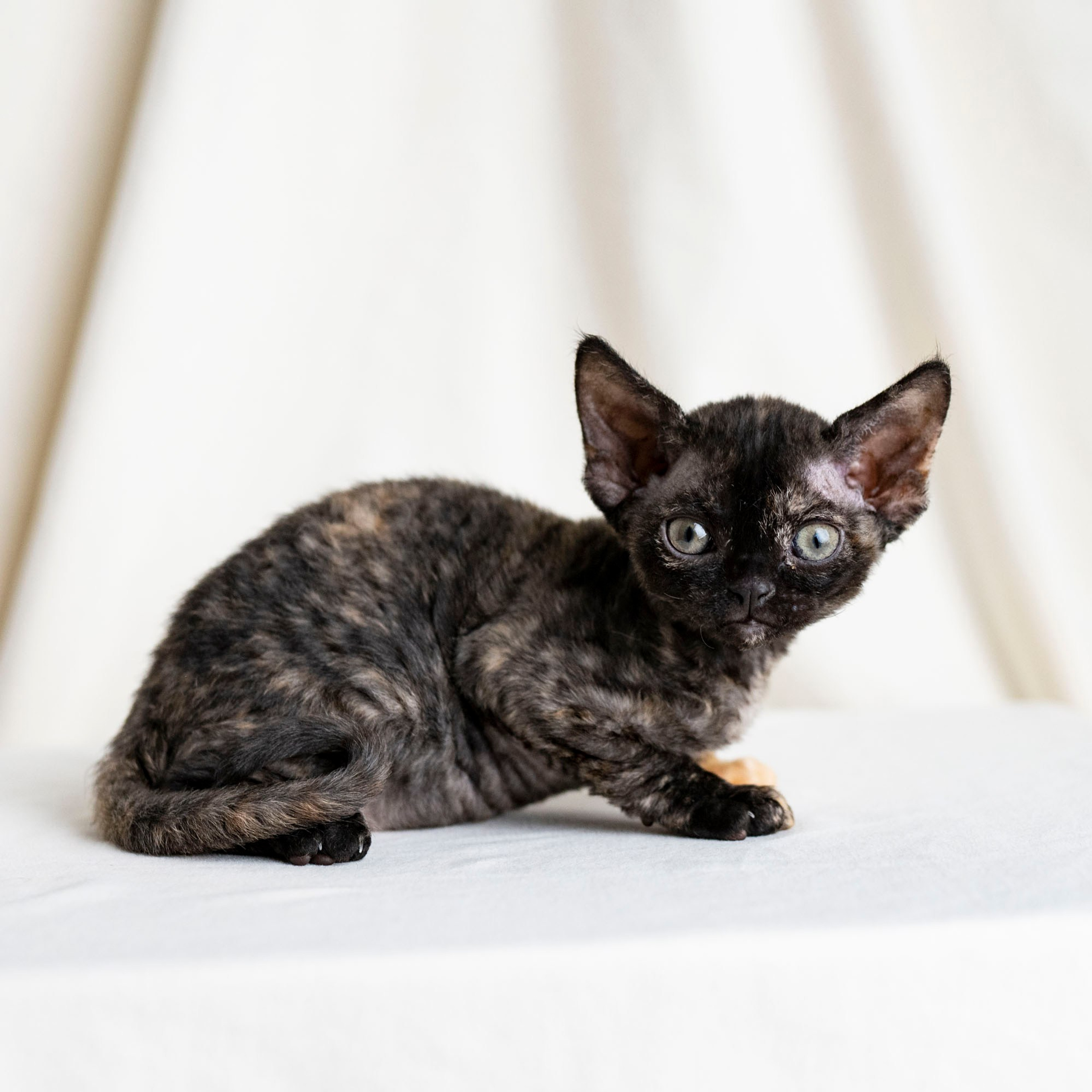 Coco, girl, born on 11.23.23, SOLD. Devon Rex Pixie Cattery