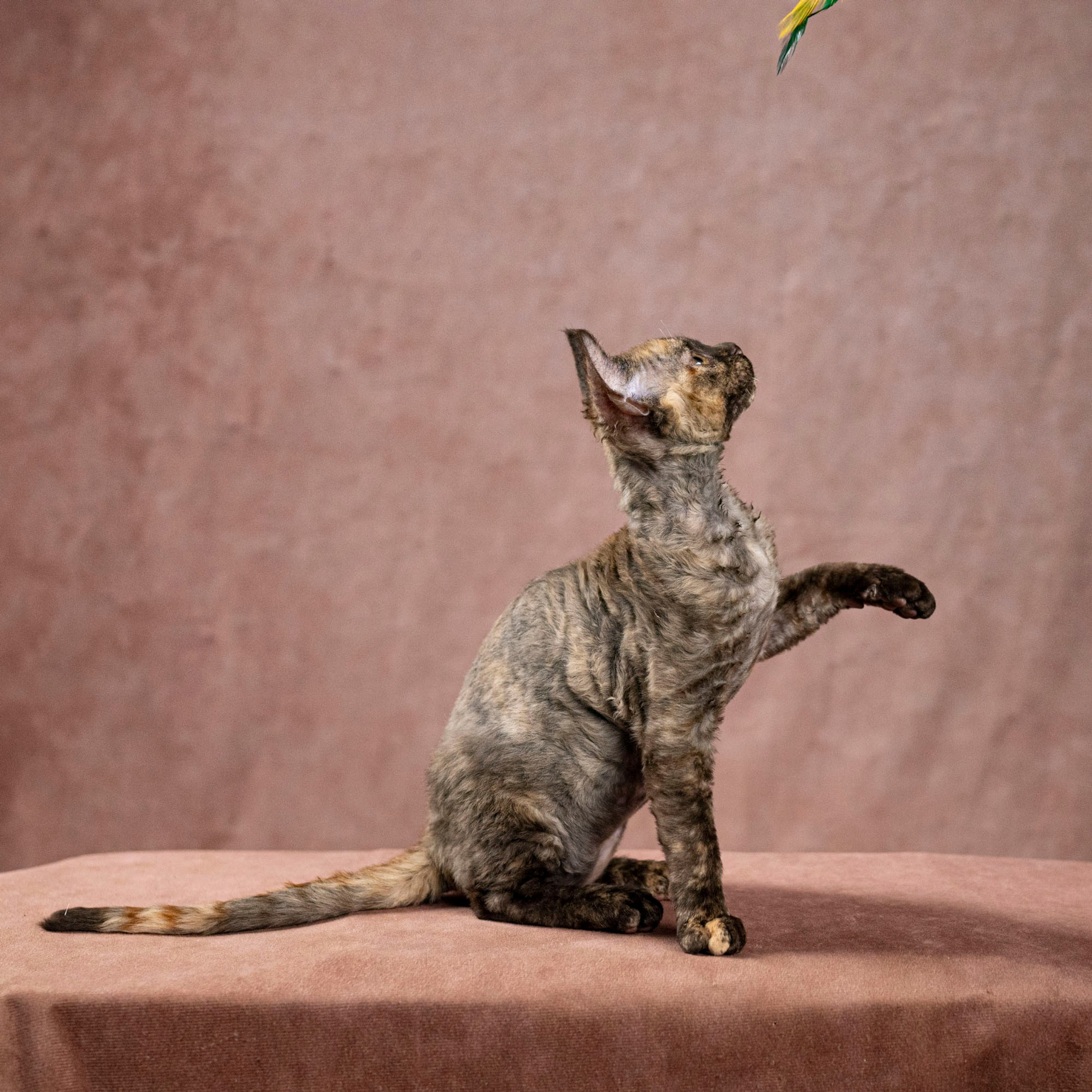 Cleo, girl, born on 11.23.23, SOLD. Devon Rex Pixie Cattery