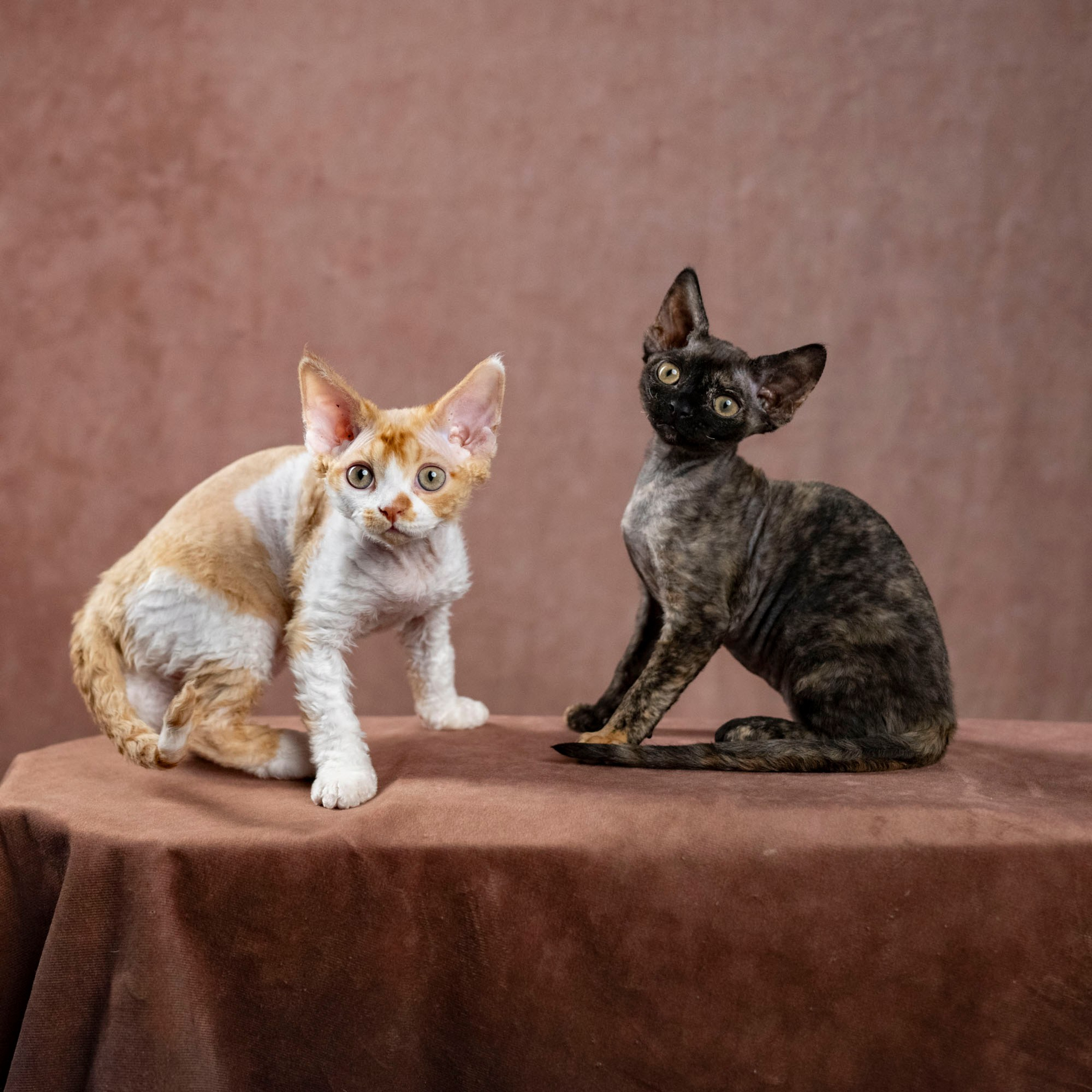 Coco, girl, born on 11.23.23, SOLD. Devon Rex Pixie Cattery