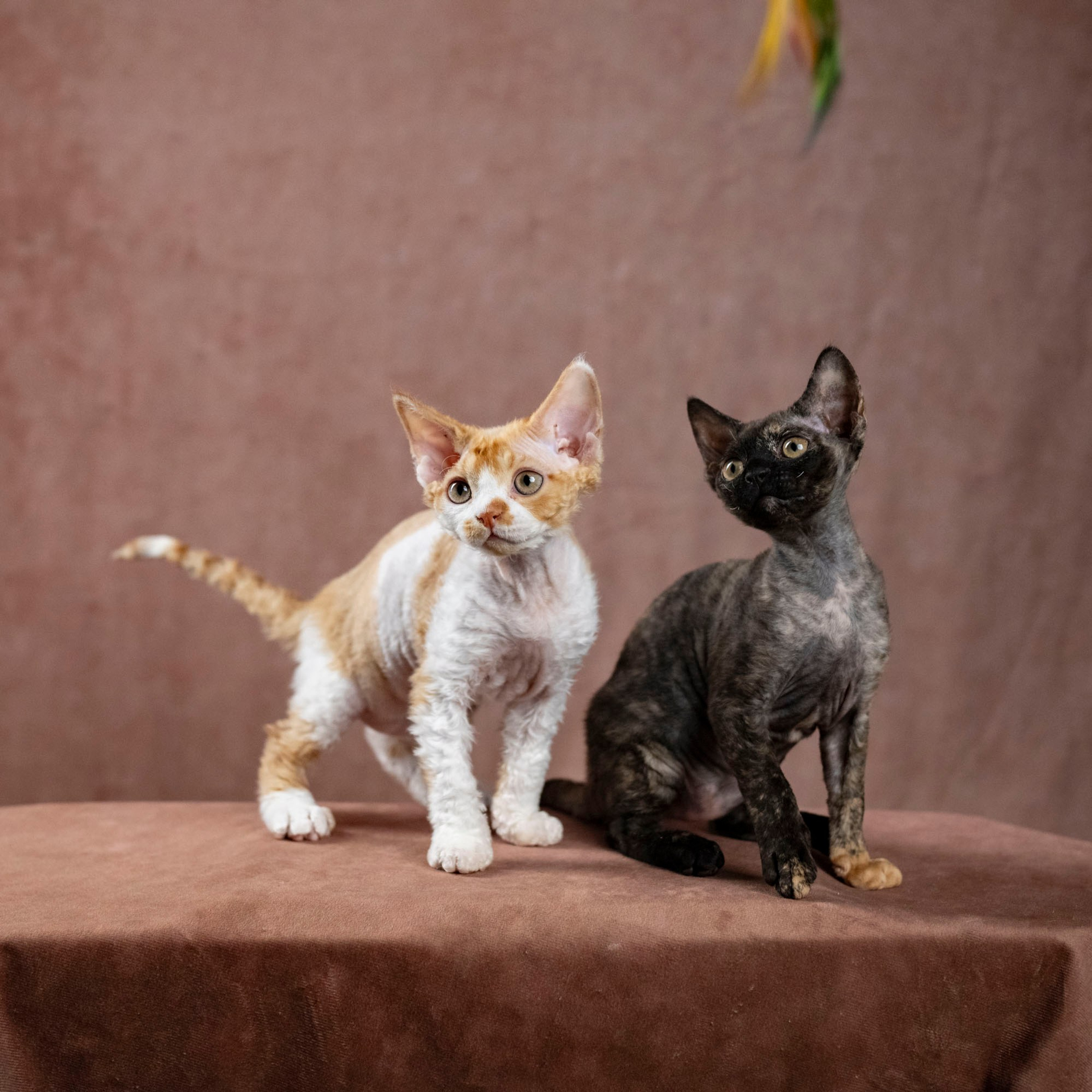 Coco, girl, born on 11.23.23, SOLD. Devon Rex Pixie Cattery