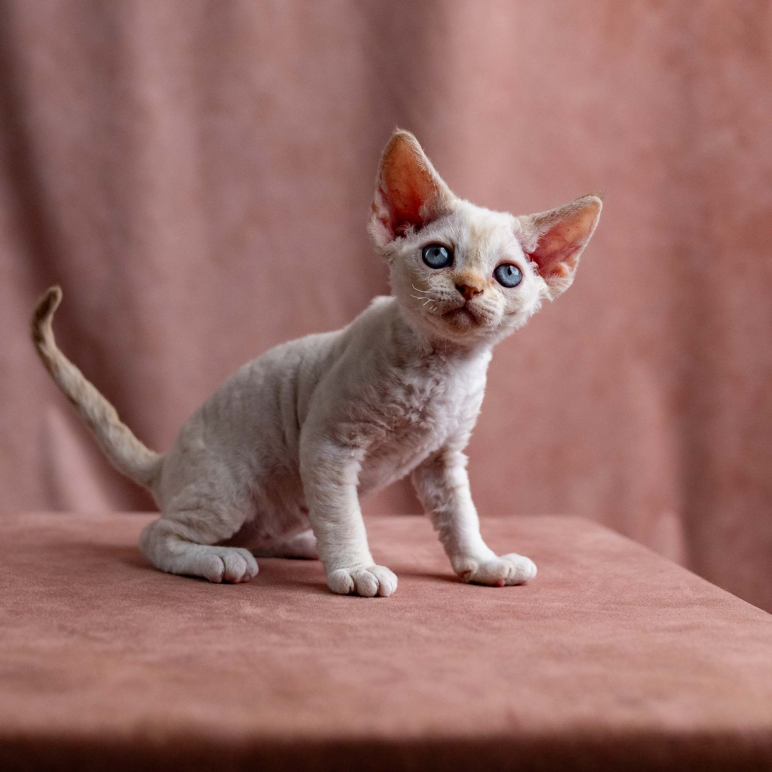 Reserve a kitten Vivi, girl