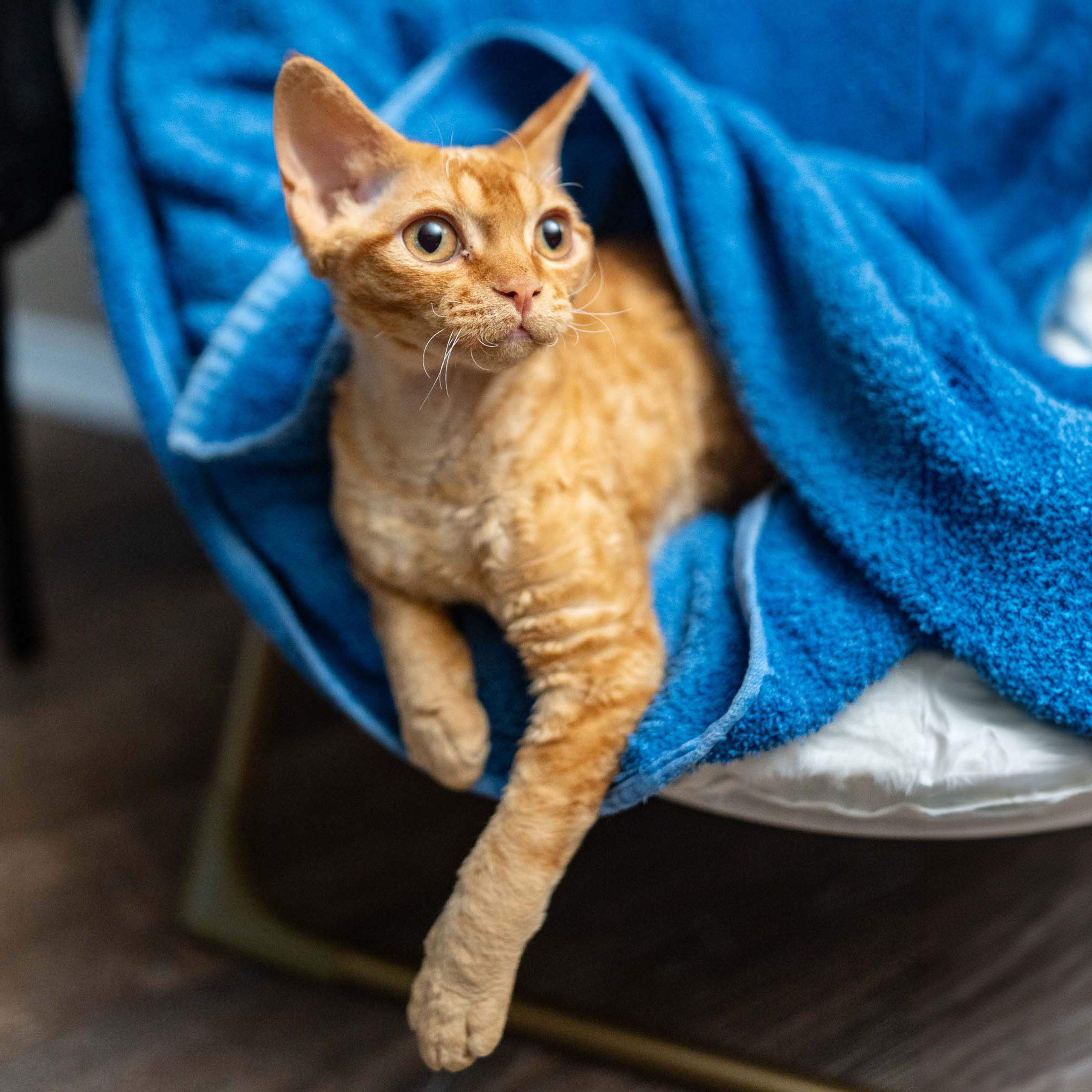 Boop, Boy, born on 02.01.23, SOLD. Devon Rex Pixie Cattery