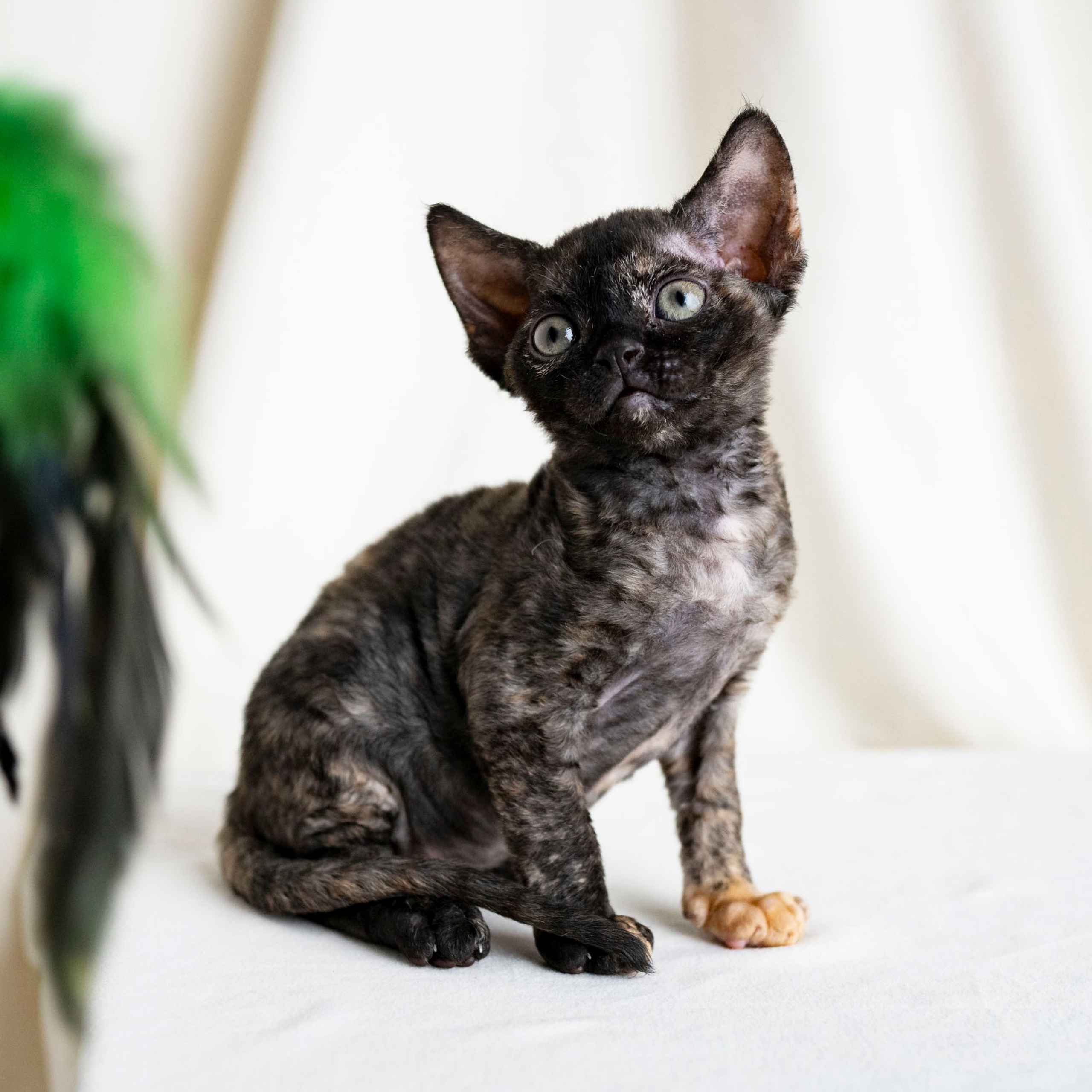 Coco, girl, born on 11.23.23, SOLD. Devon Rex Pixie Cattery