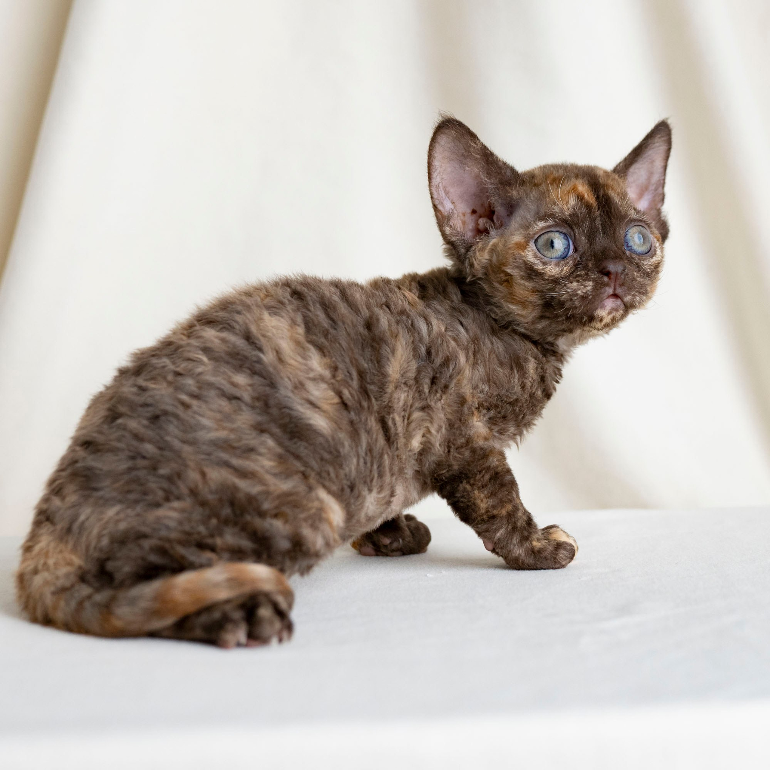 Cleo, girl, born on 11.23.23, SOLD. Devon Rex Pixie Cattery