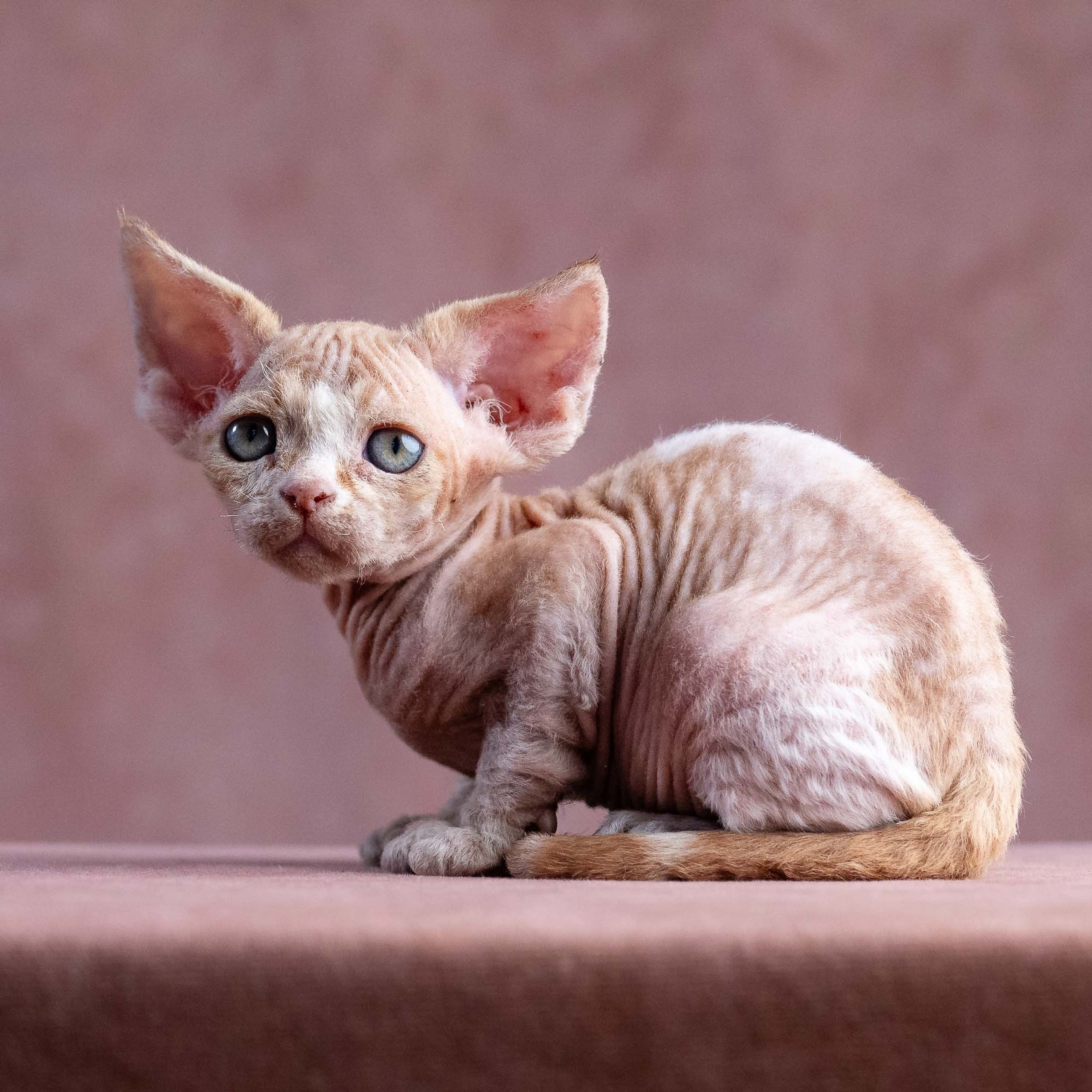 Reserve a kitten Xavi, boy