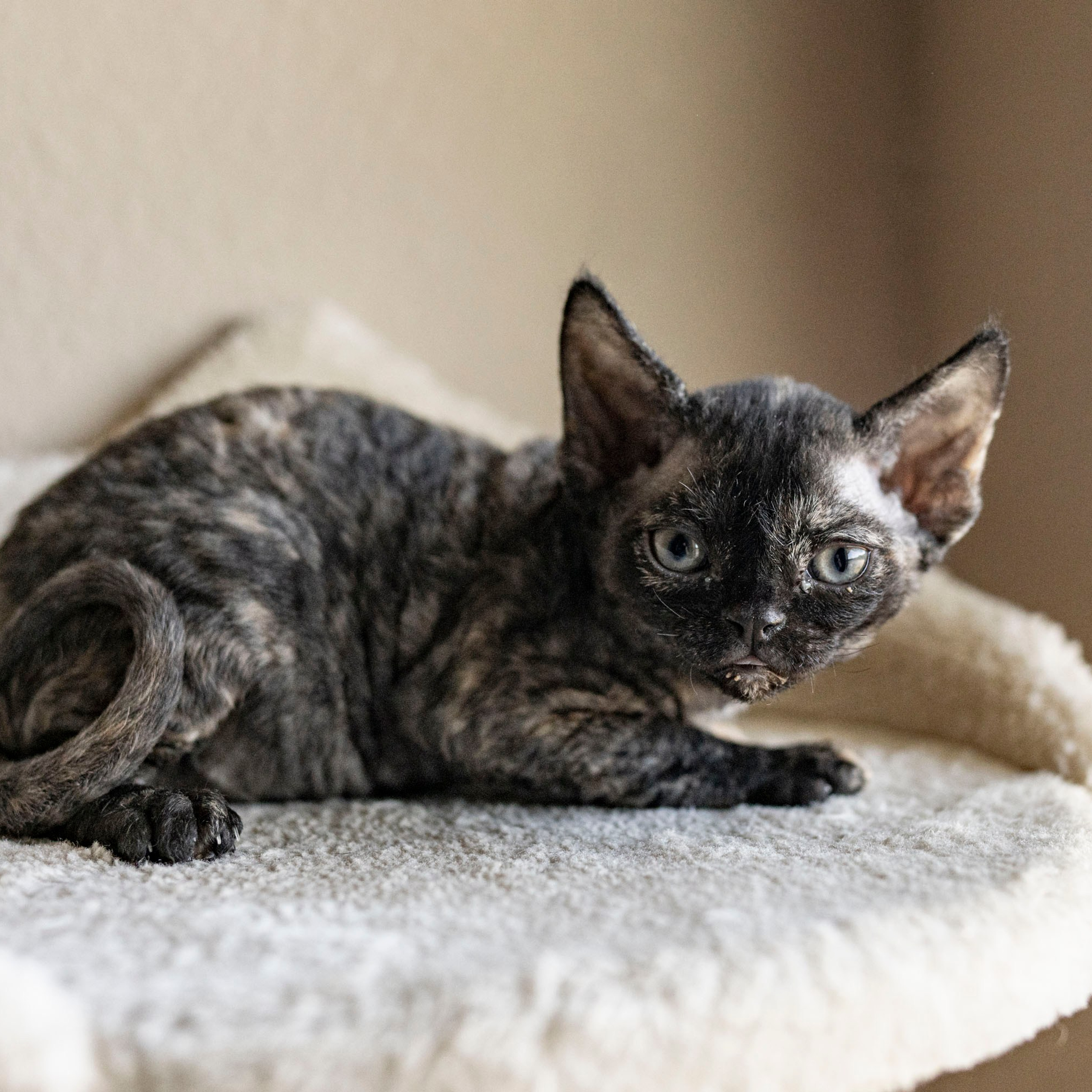 Coco, girl, born on 11.23.23, SOLD. Devon Rex Pixie Cattery