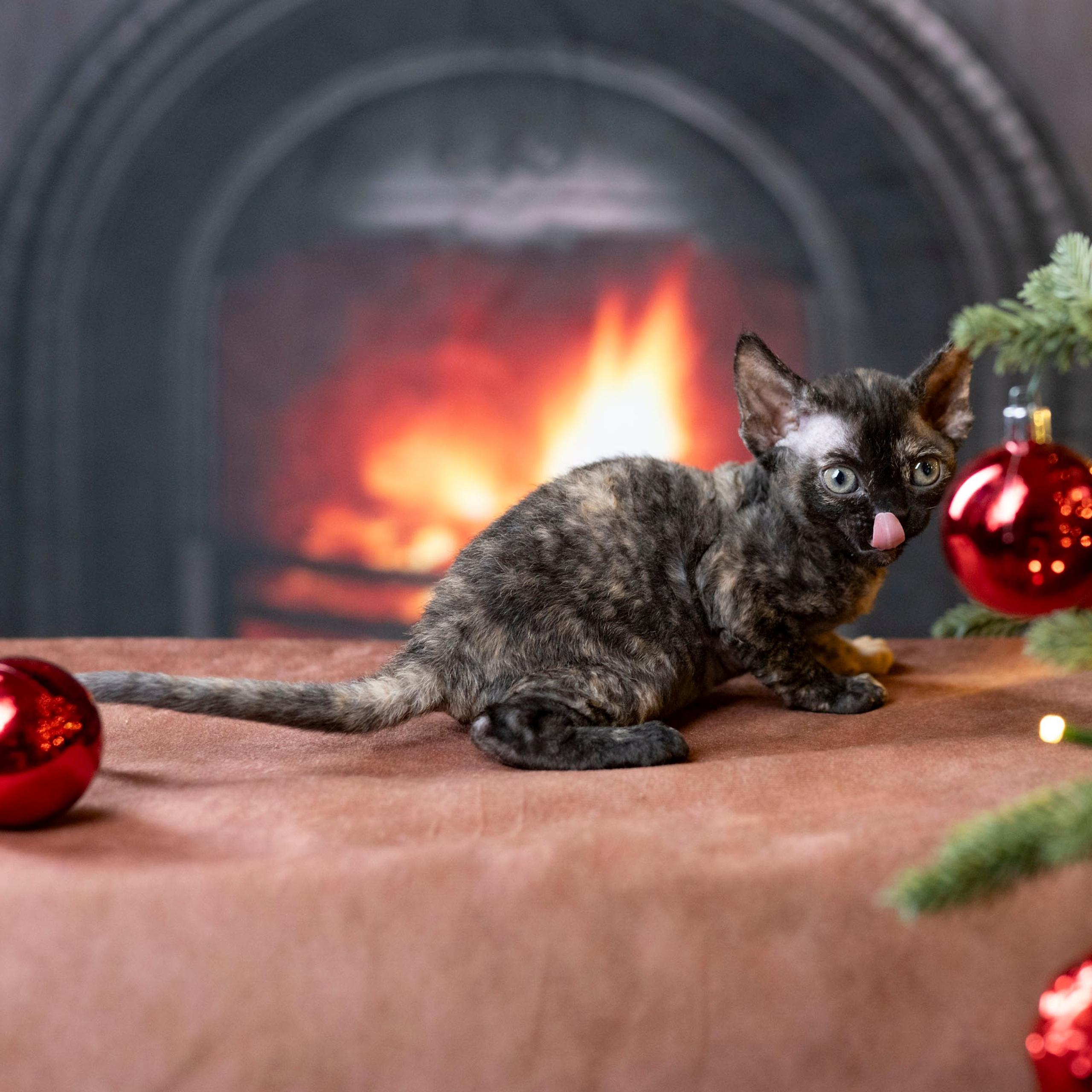 Coco, girl, born on 11.23.23, SOLD. Devon Rex Pixie Cattery