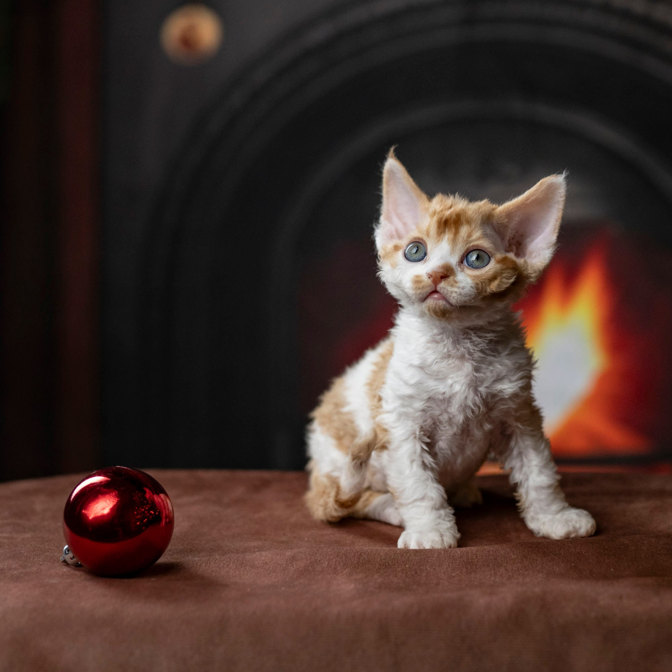 Chester, boy,  born on 11.23.23, SOLD. Devon Rex Pixie Cattery