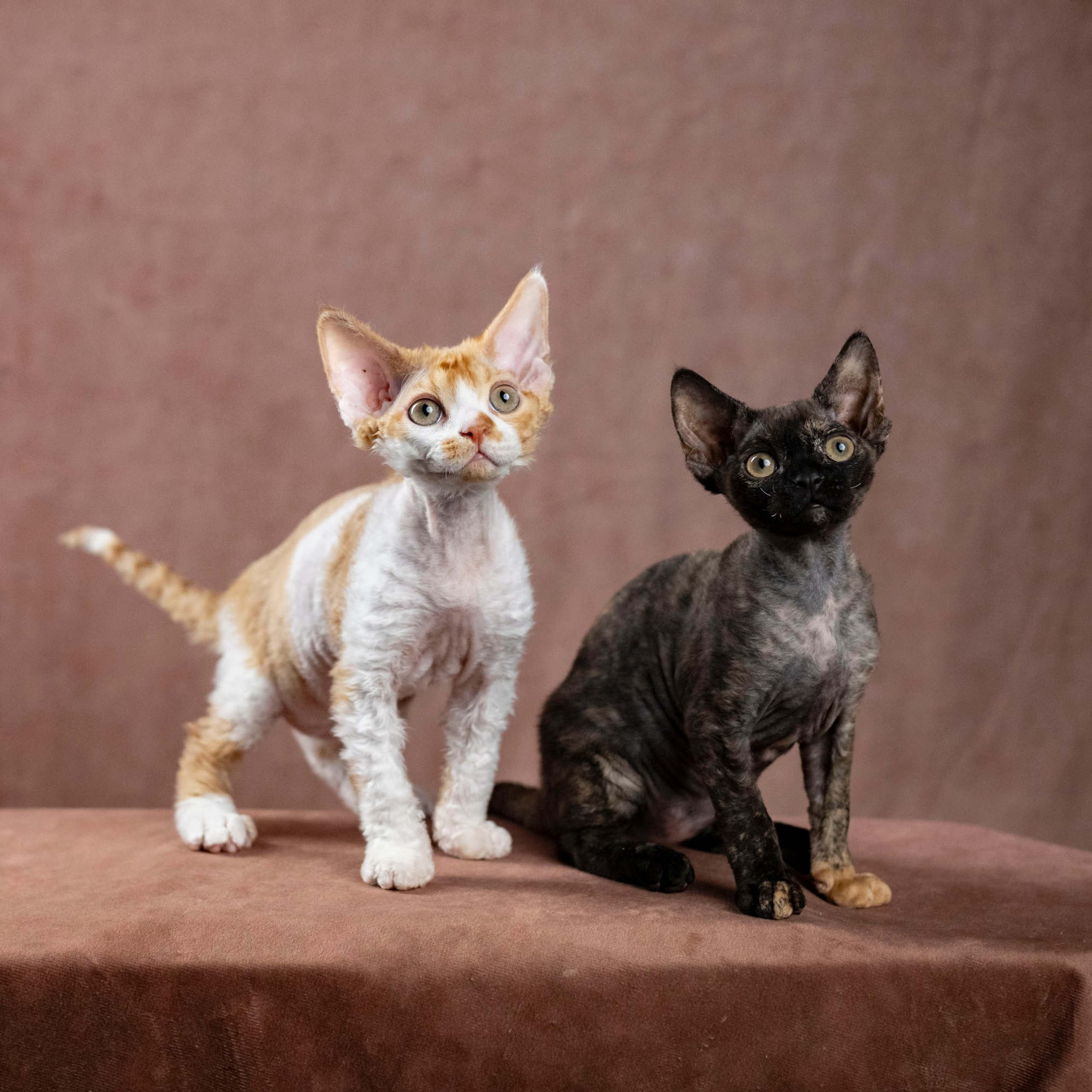 Coco, girl, born on 11.23.23, SOLD. Devon Rex Pixie Cattery