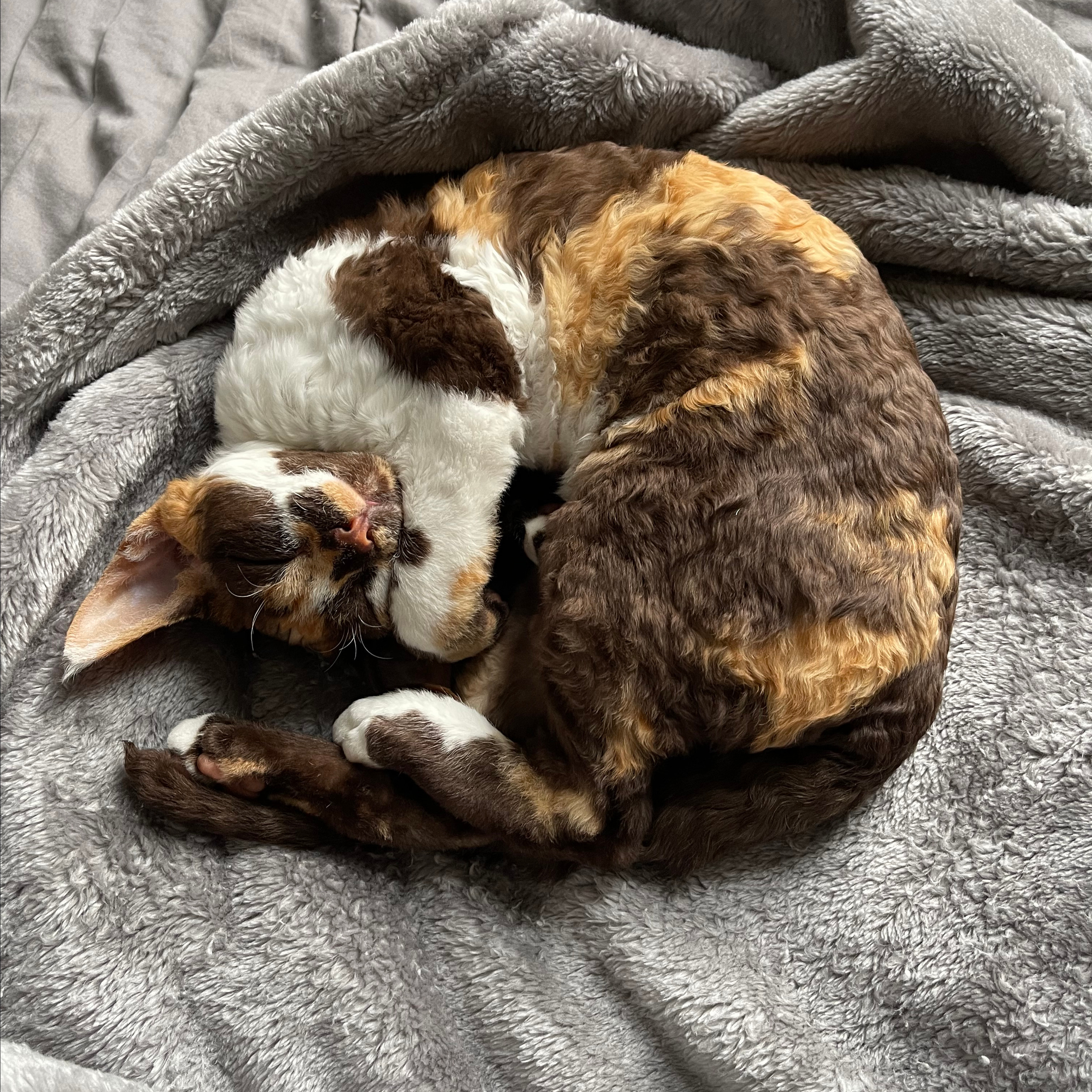 REWIEWS. Devon Rex Pixie Cattery