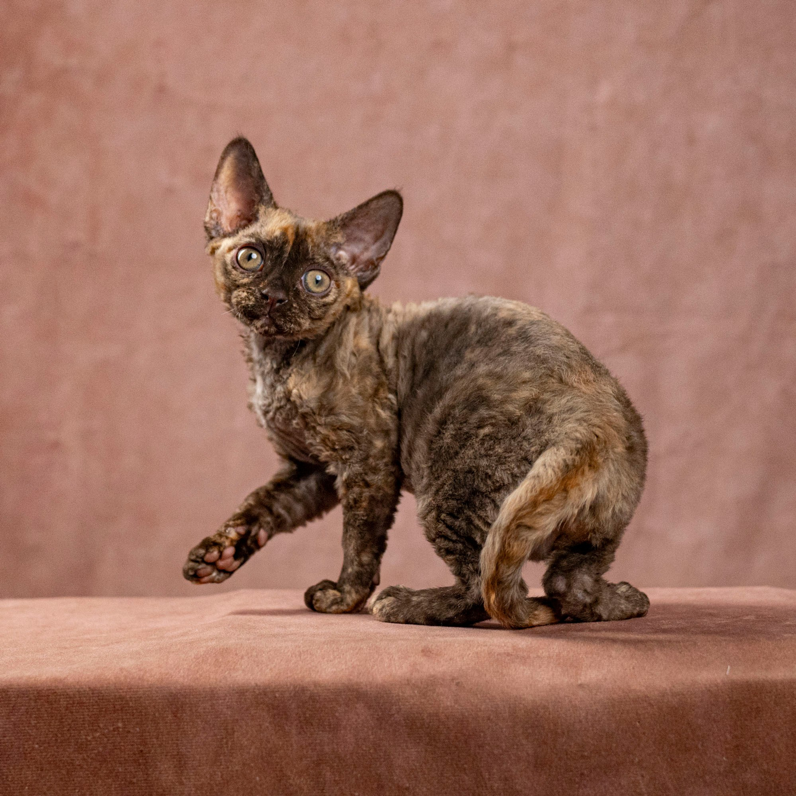 Cleo, girl, born on 11.23.23, SOLD. Devon Rex Pixie Cattery
