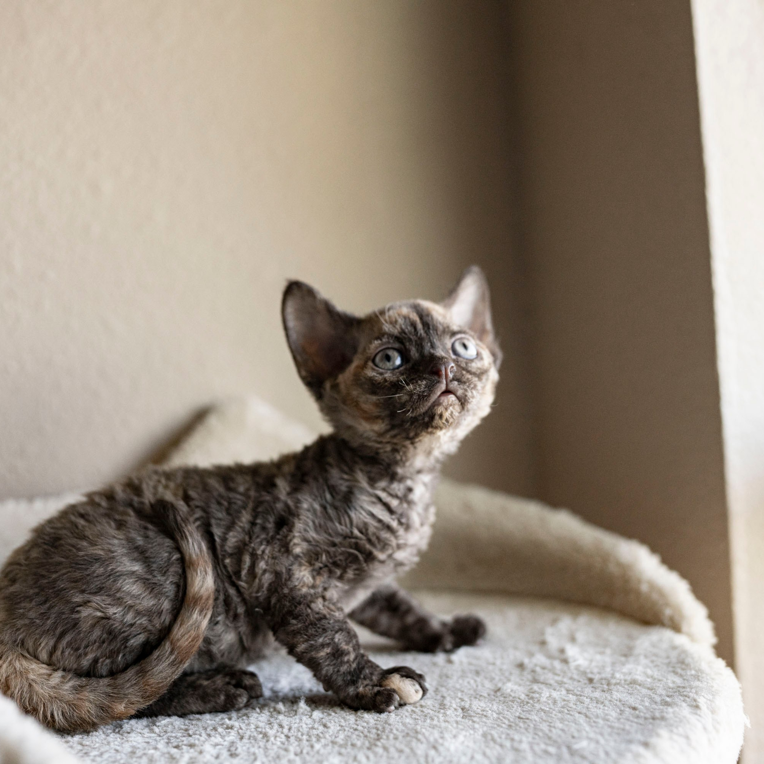 Cleo, girl, born on 11.23.23, SOLD. Devon Rex Pixie Cattery