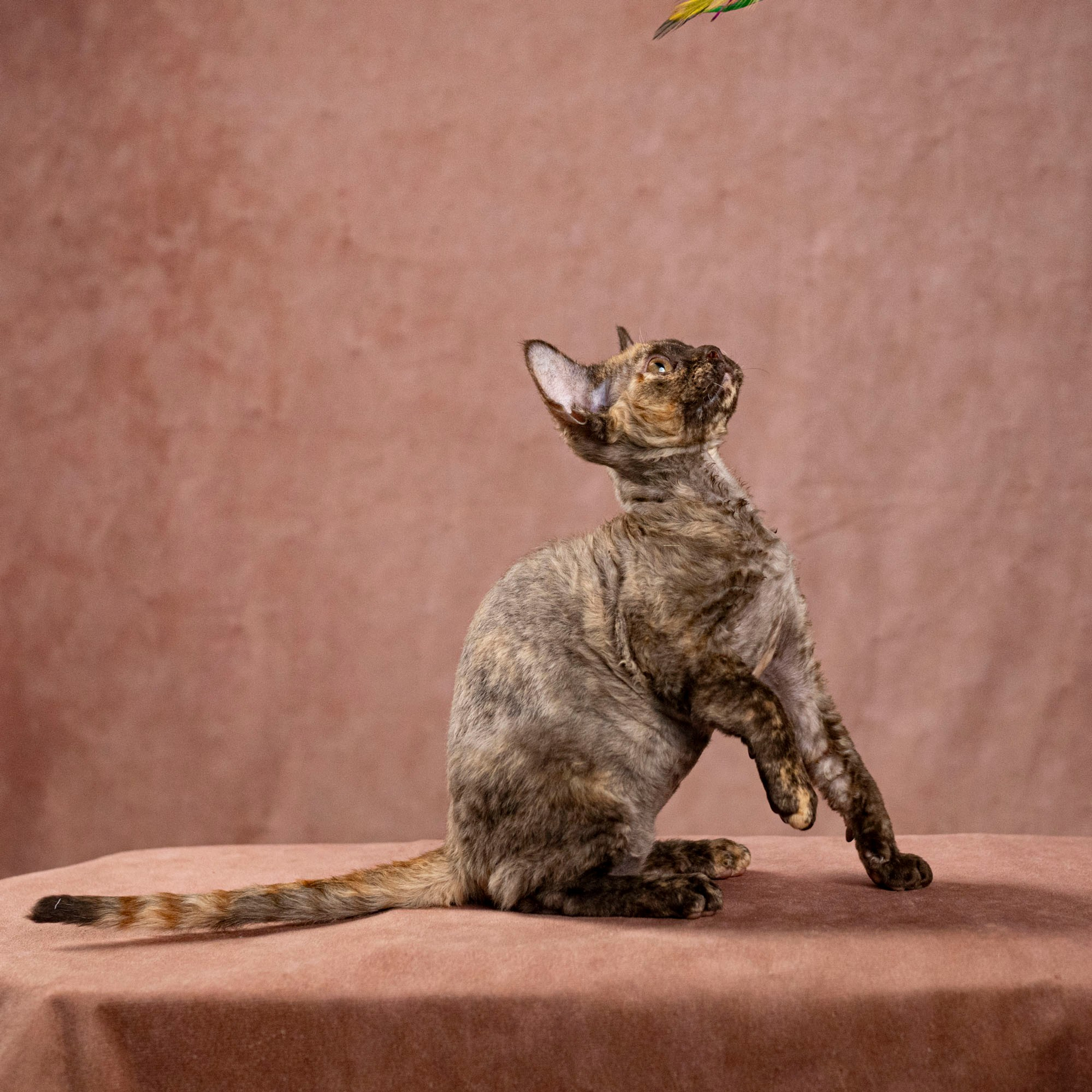 Cleo, girl, born on 11.23.23, SOLD. Devon Rex Pixie Cattery