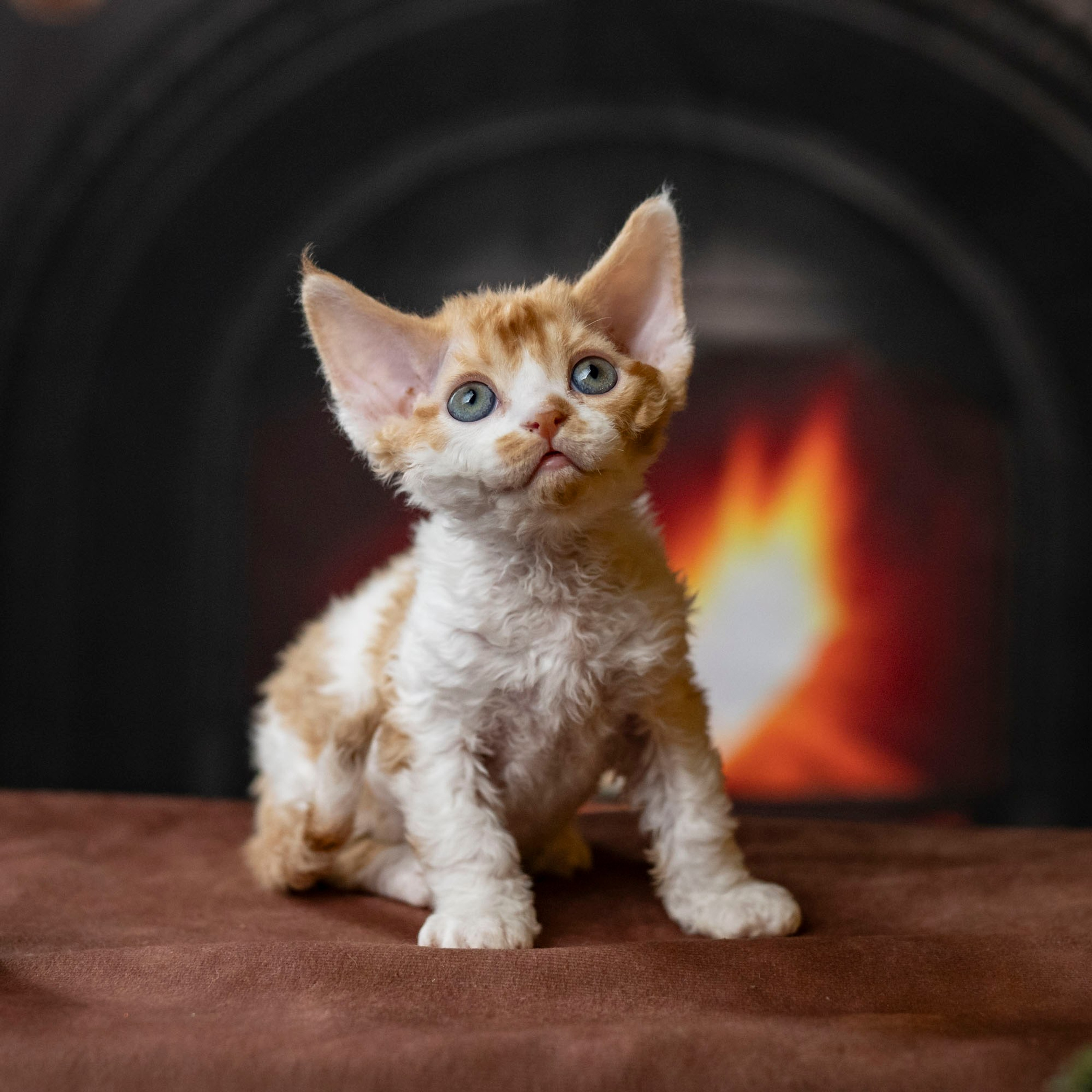 Chester, boy,  born on 11.23.23, SOLD. Devon Rex Pixie Cattery