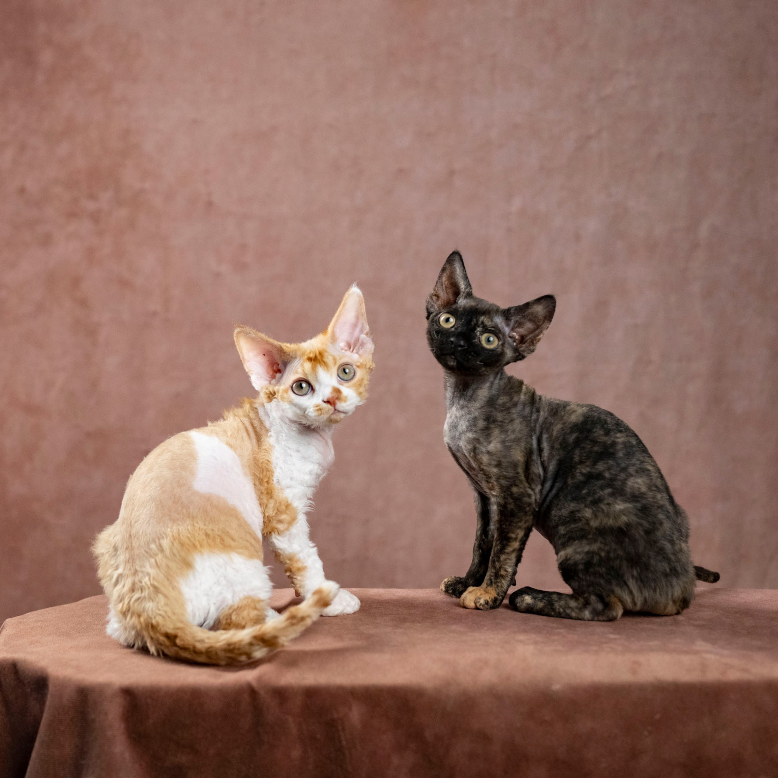 Coco, girl, born on 11.23.23, SOLD. Devon Rex Pixie Cattery