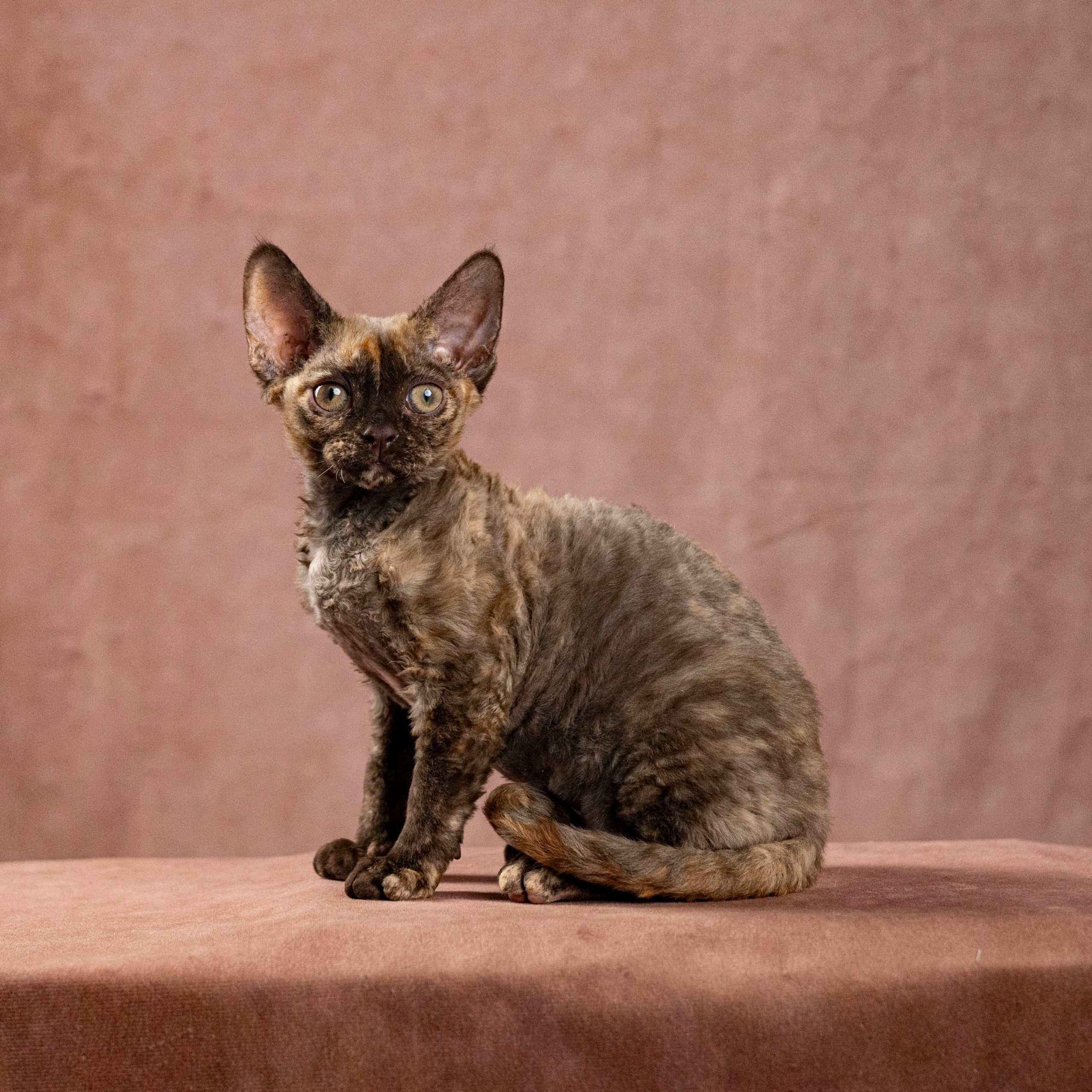 Cleo, girl, born on 11.23.23, SOLD. Devon Rex Pixie Cattery