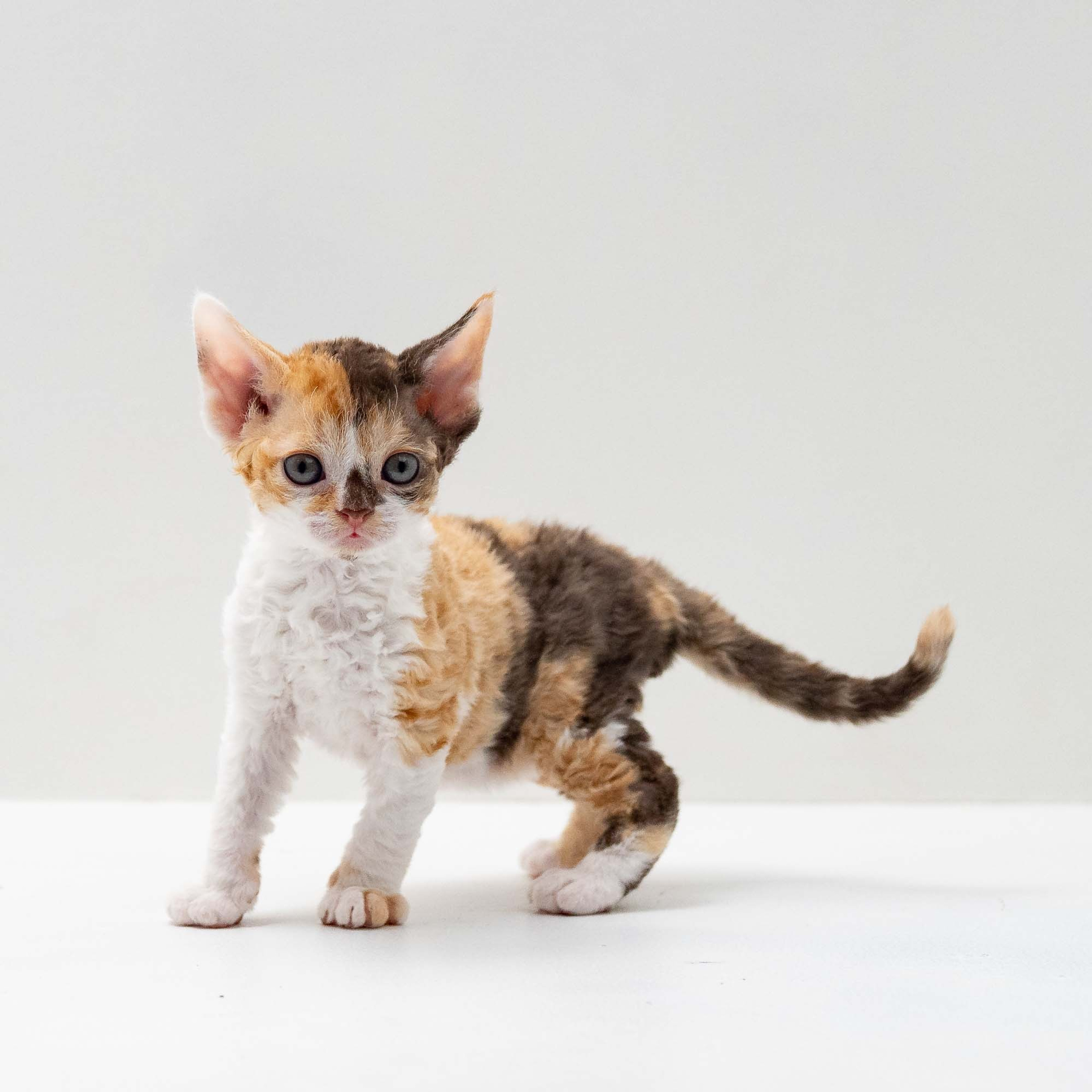 Sepulka,  girl, born on 01.18.25