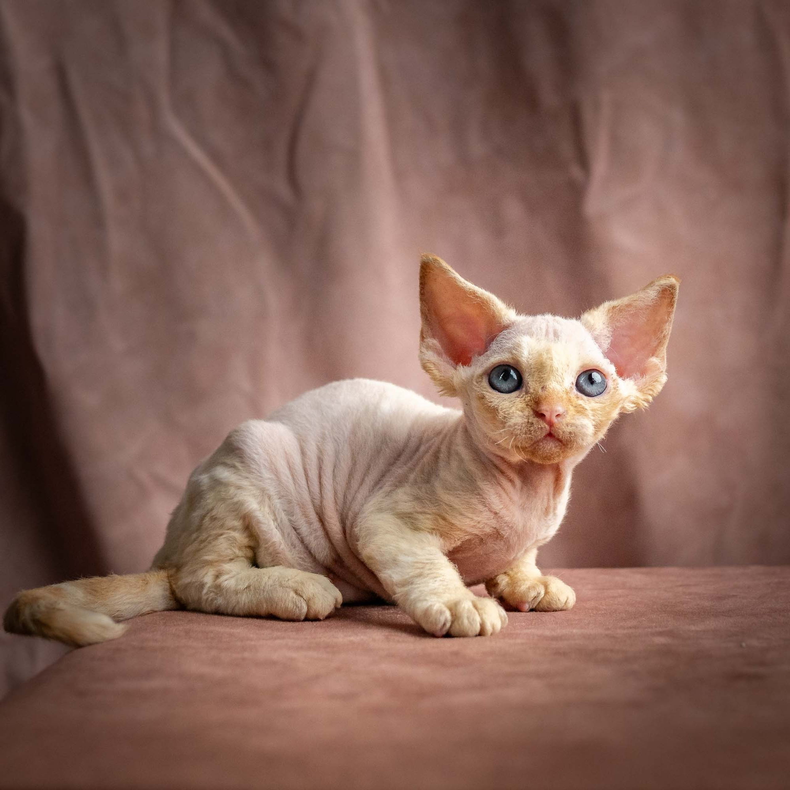 Reserve a kitten Rafael, boy