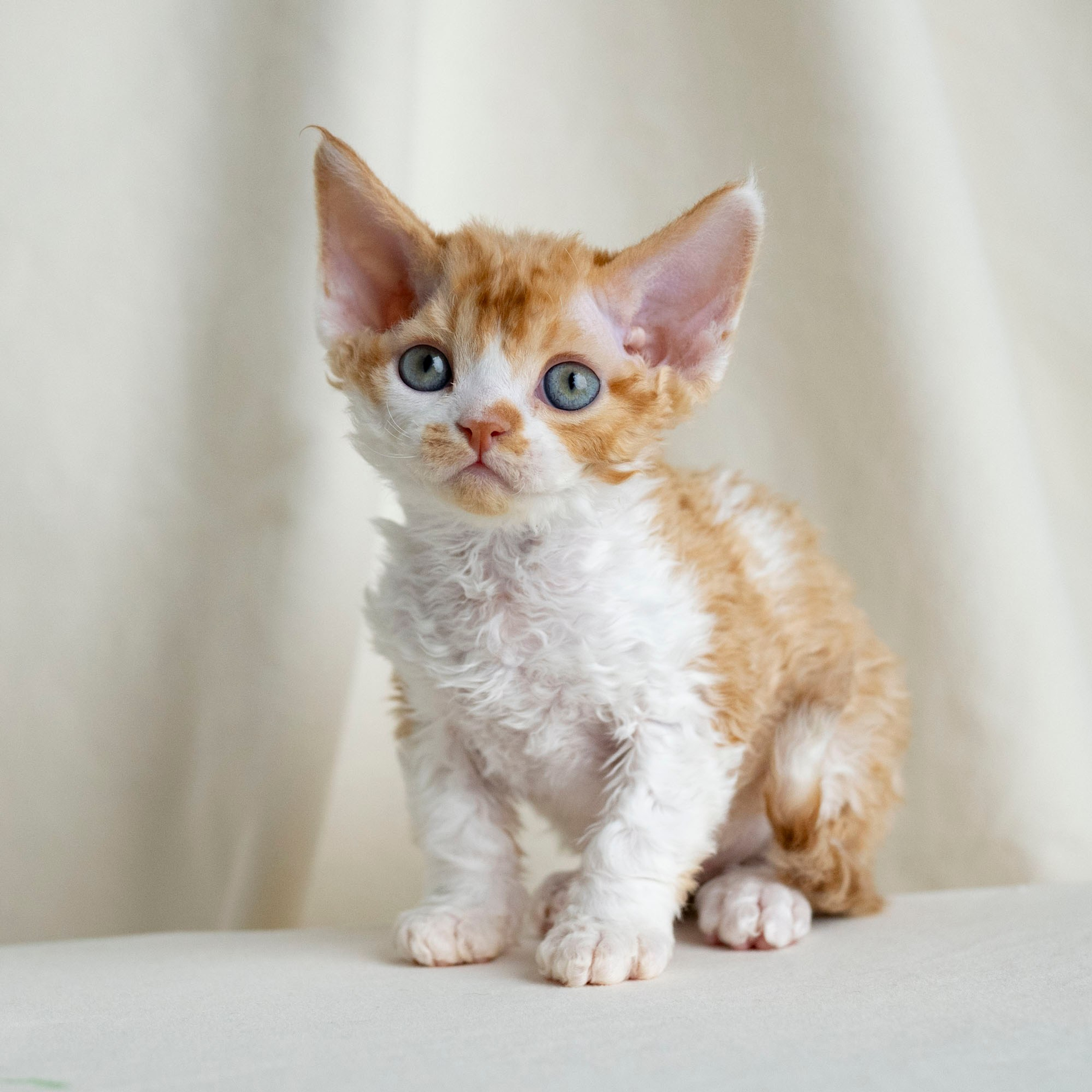Chester, boy,  born on 11.23.23, SOLD. Devon Rex Pixie Cattery