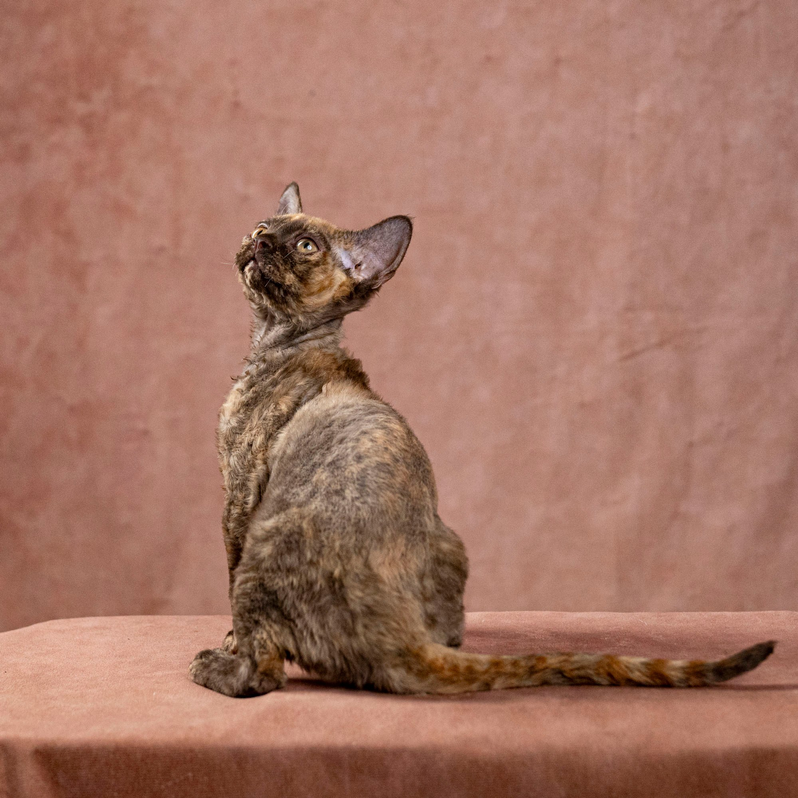 Cleo, girl, born on 11.23.23, SOLD. Devon Rex Pixie Cattery