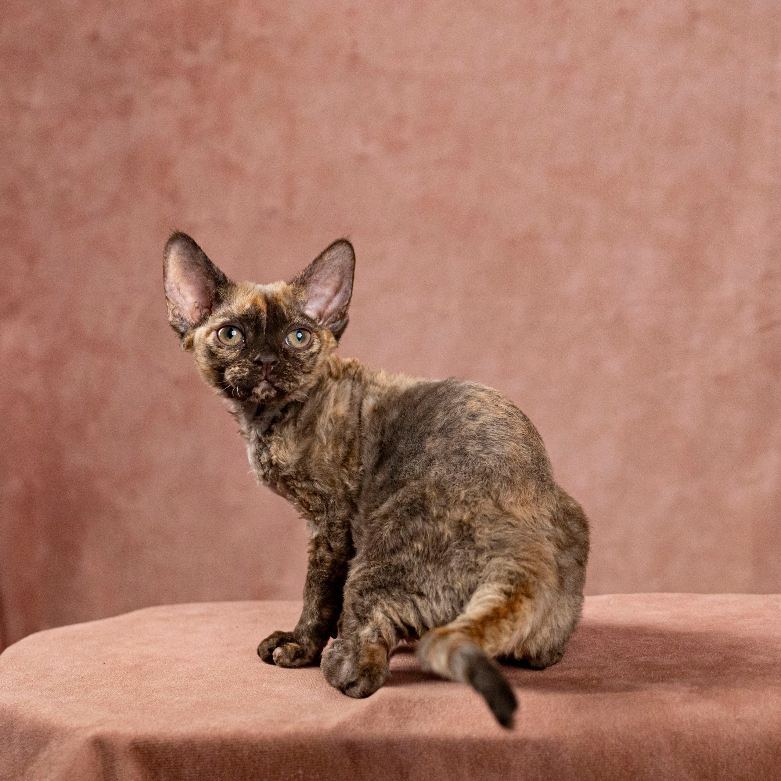 Cleo, girl, born on 11.23.23, SOLD. Devon Rex Pixie Cattery