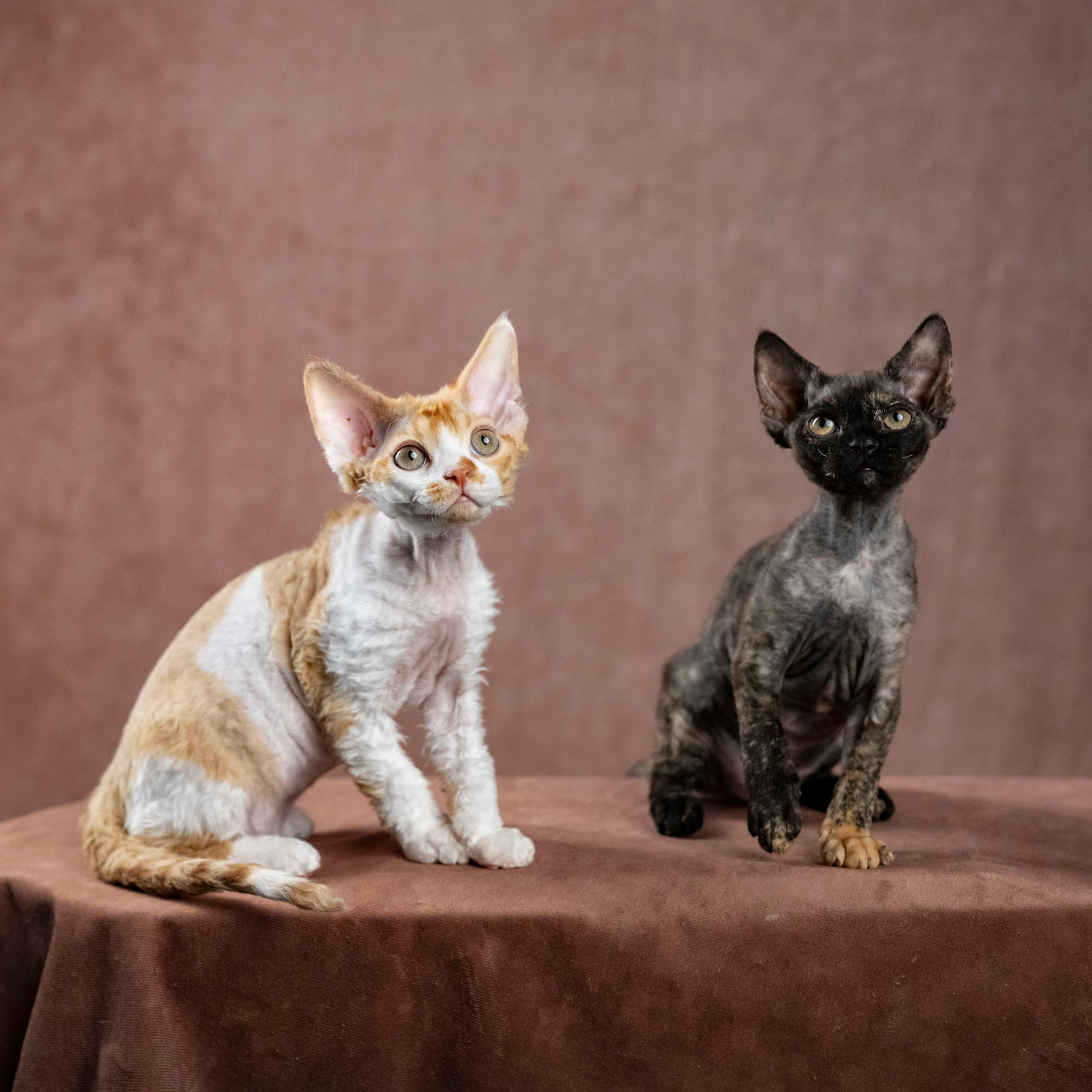 Coco, girl, born on 11.23.23, SOLD. Devon Rex Pixie Cattery