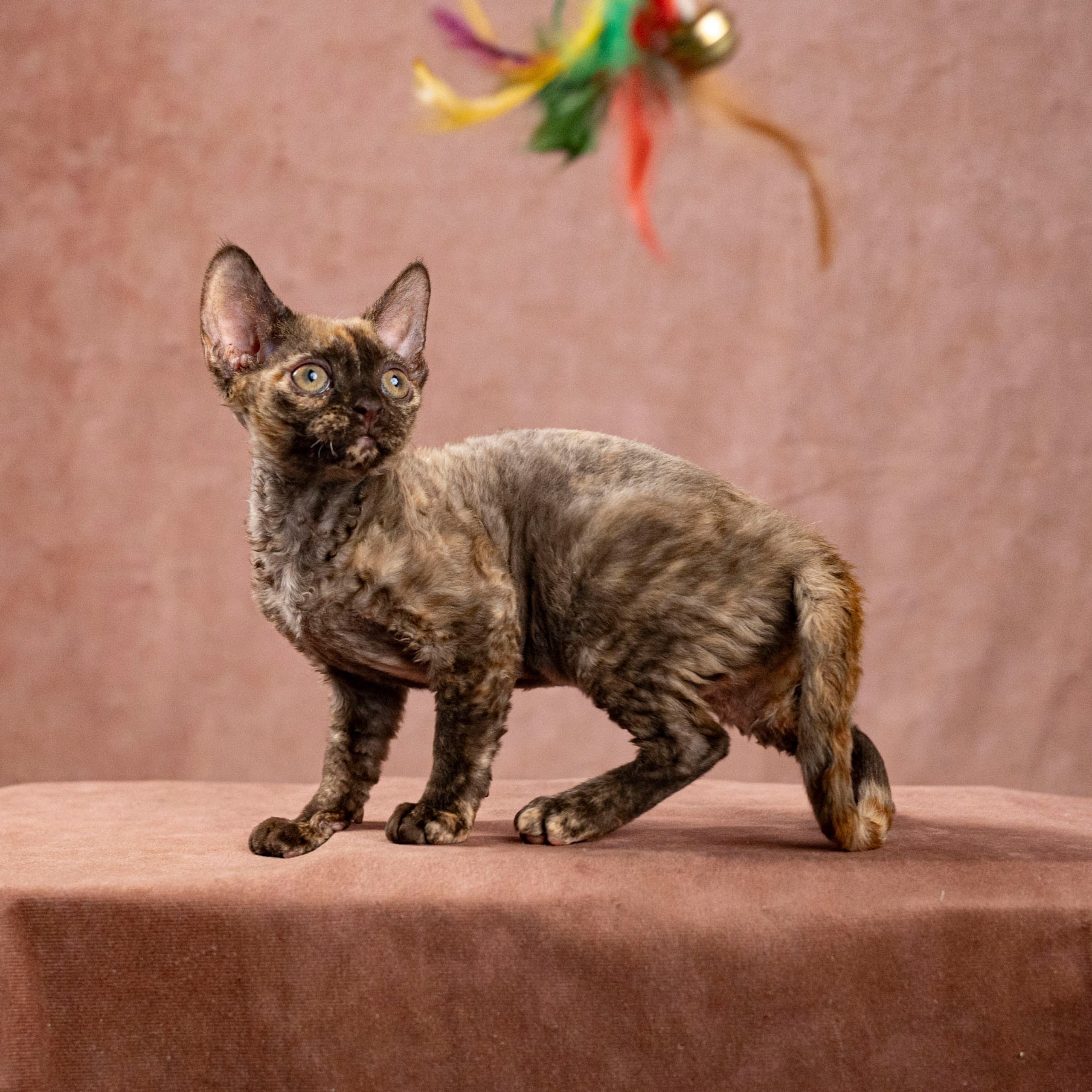 Cleo, girl, born on 11.23.23, SOLD. Devon Rex Pixie Cattery