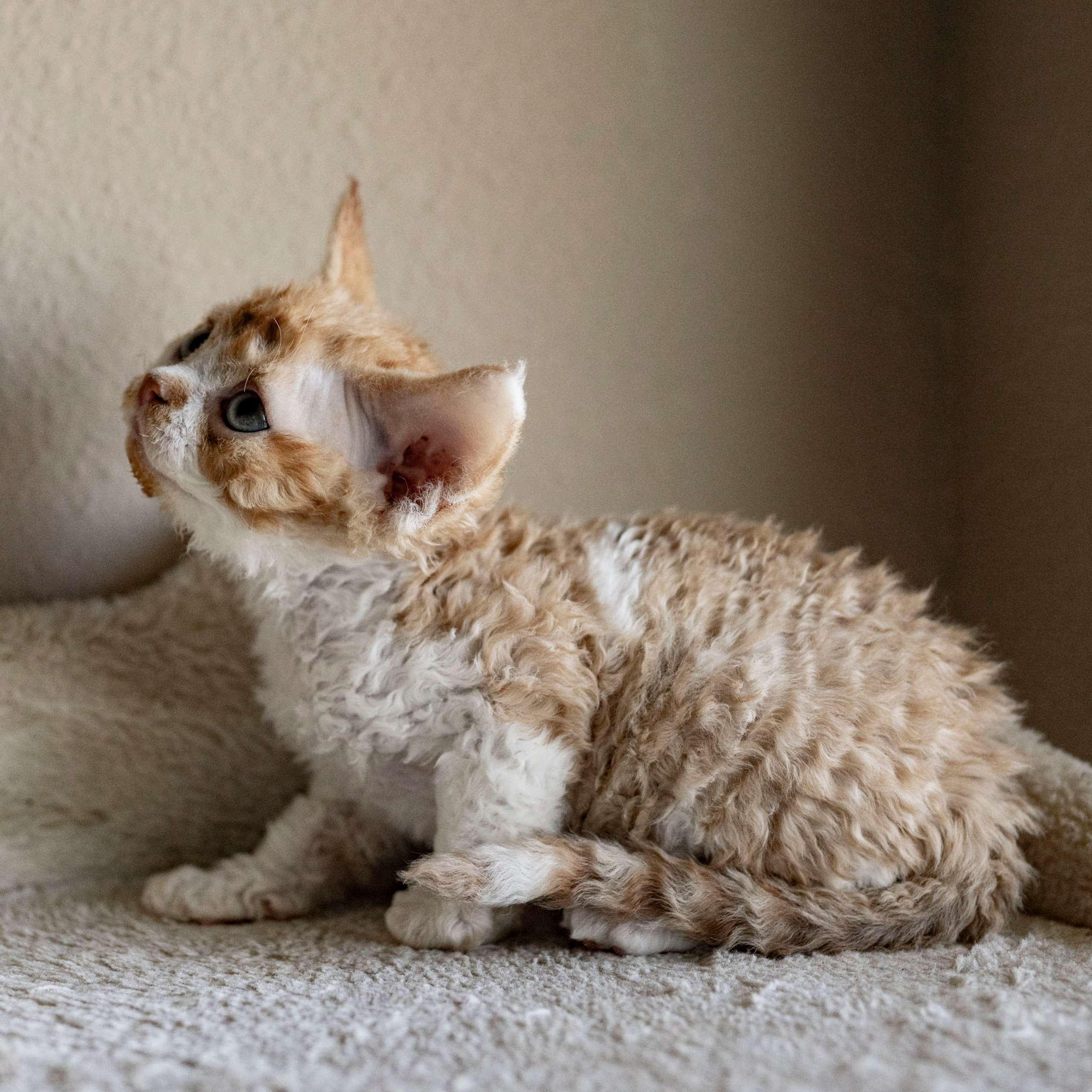 Chester, boy,  born on 11.23.23, SOLD. Devon Rex Pixie Cattery