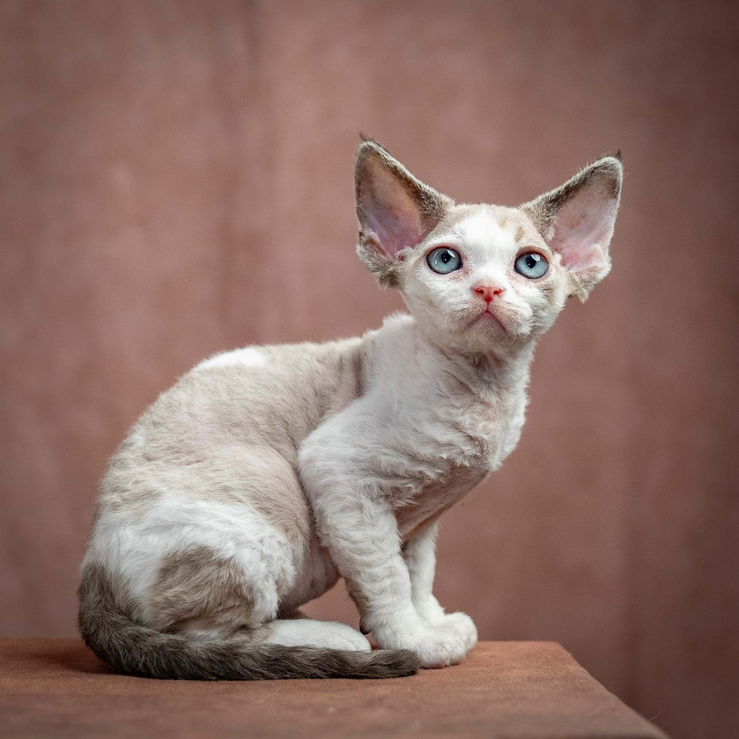 Reserve a kitten Frodo, boy